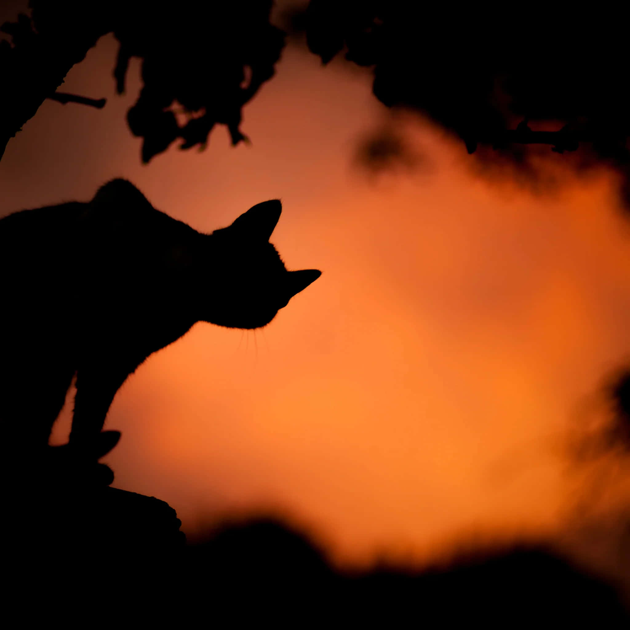 Black And Orange, cat, branch, Full HD Desktop Wallpaper