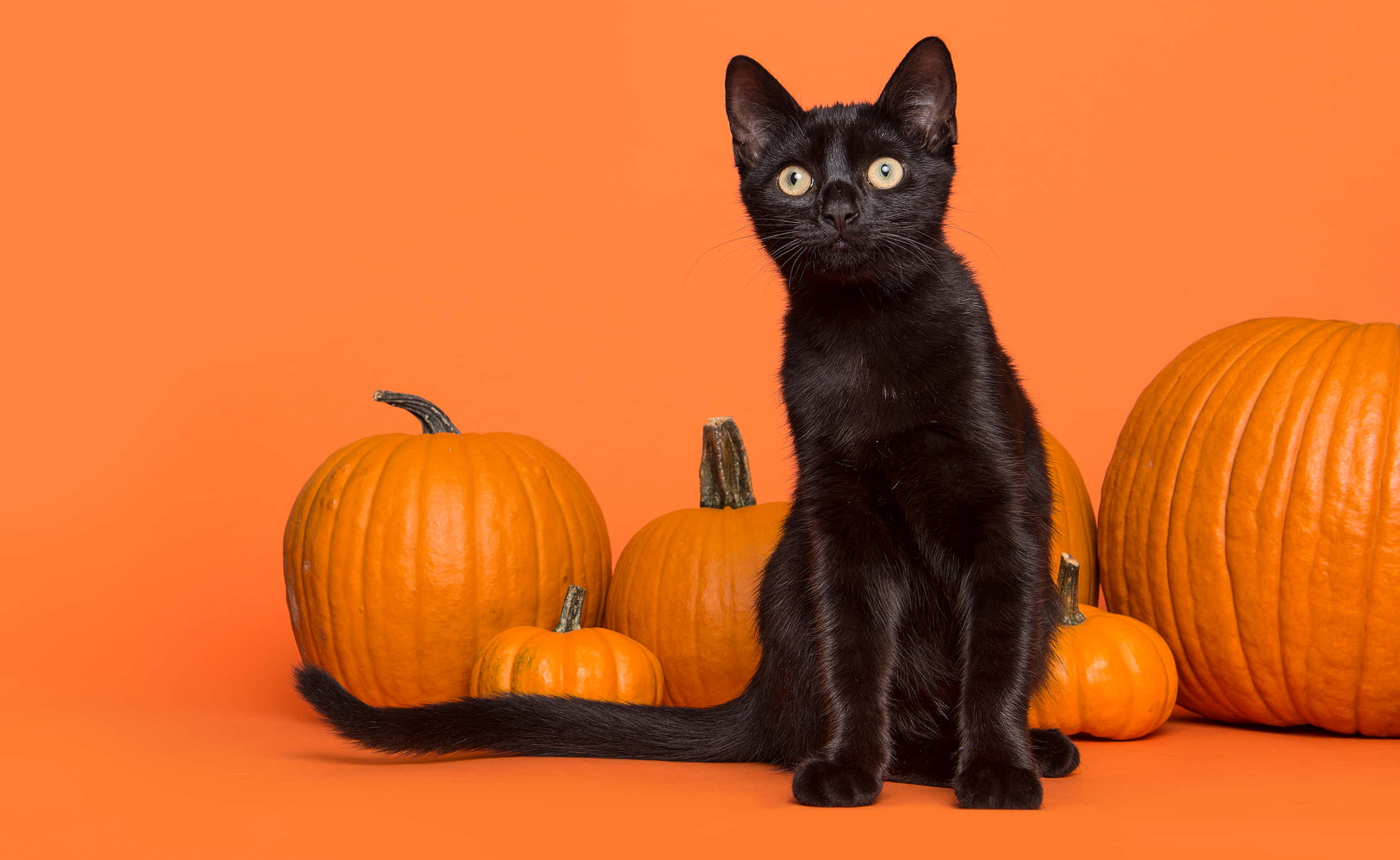black kitten, yellow eyes, vibrant orange pumpkins, Full HD Desktop Wallpaper
