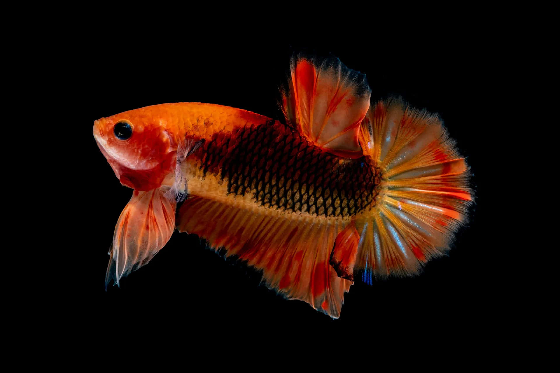 betta fish, orange and black, flowing fins, Full HD Desktop Wallpaper