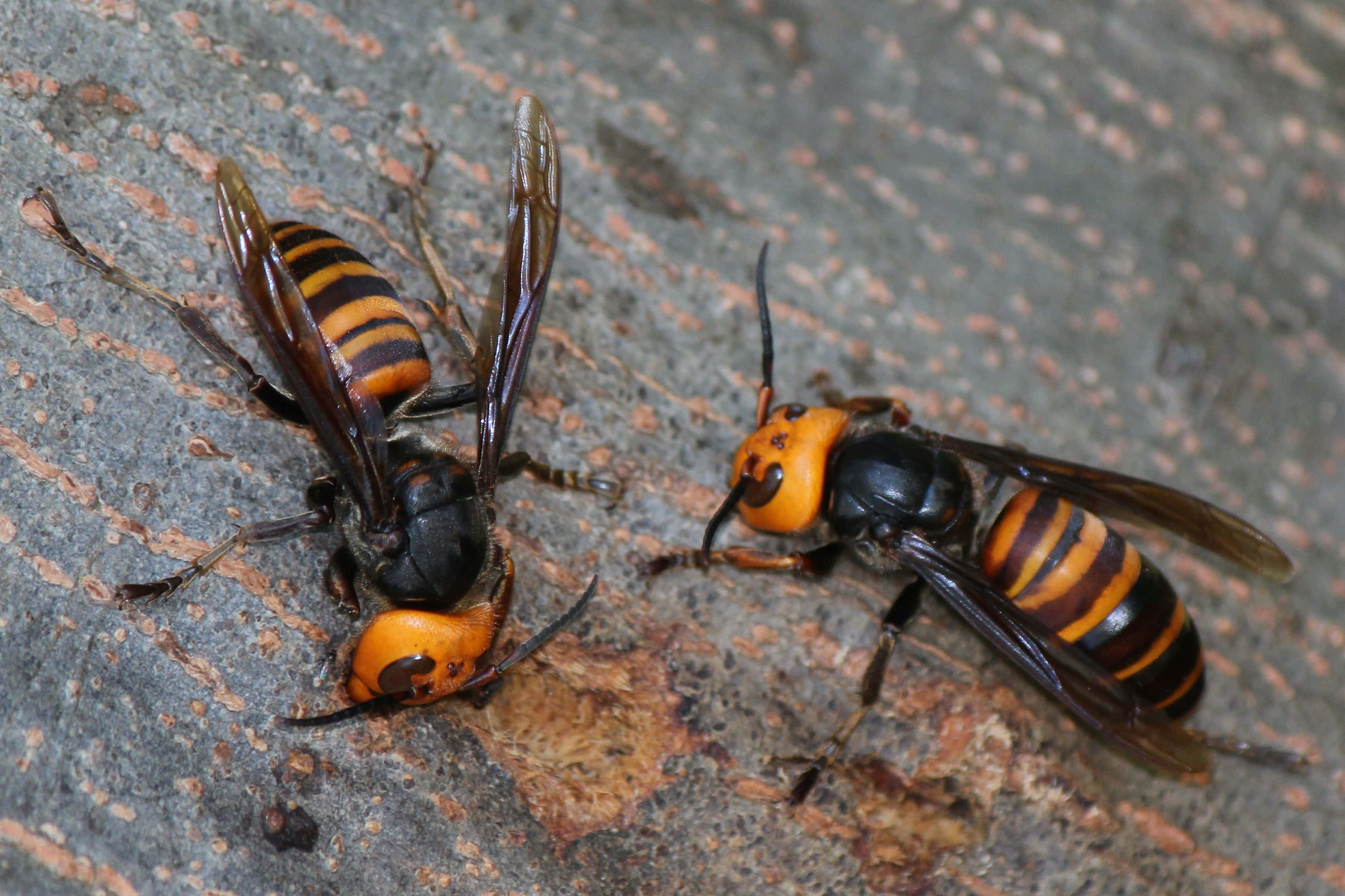 Black and Orange, giant hornets, orange and black stripes, 2K Desktop Wallpaper