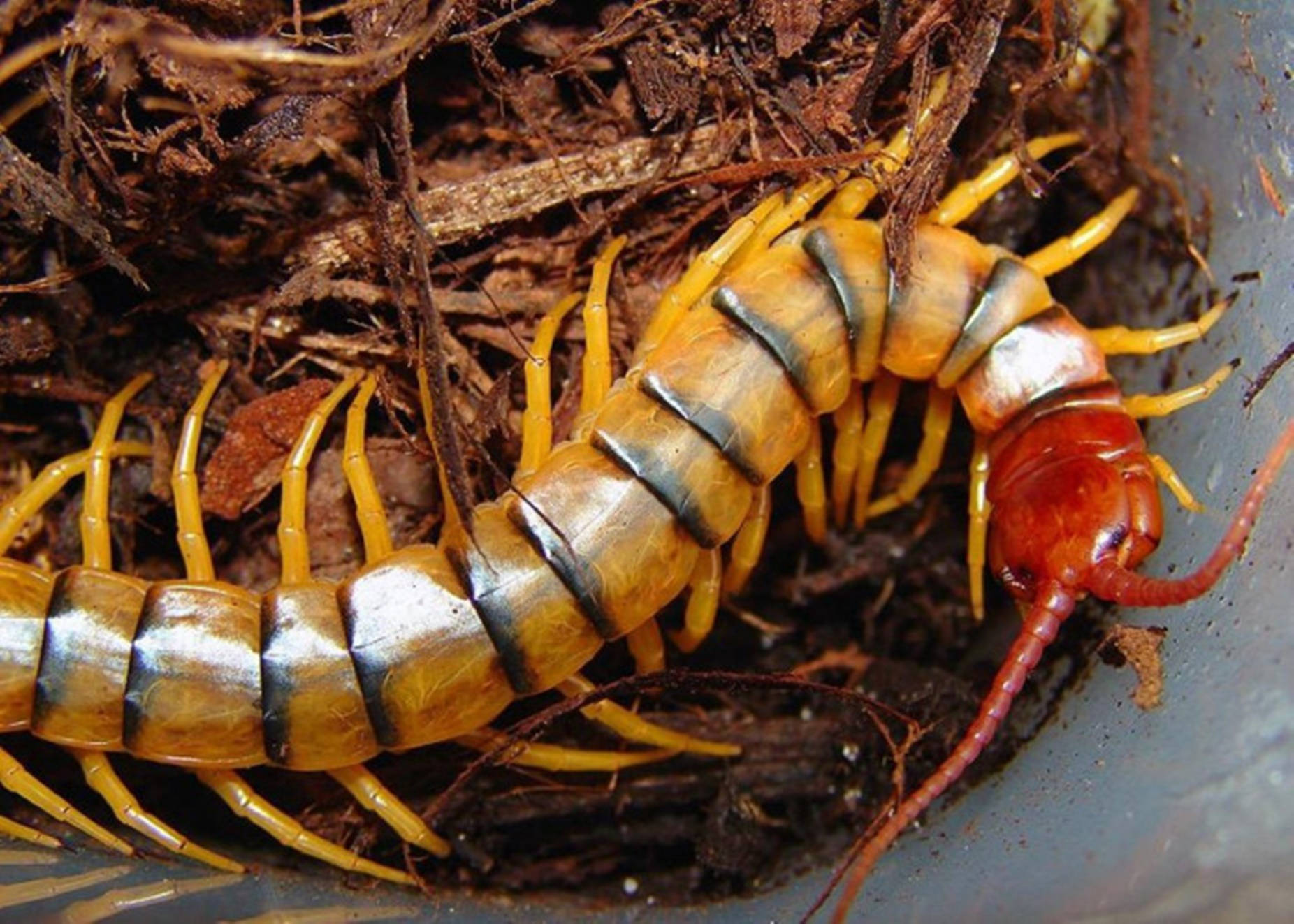 centipede, orange, black, HD Desktop Wallpaper