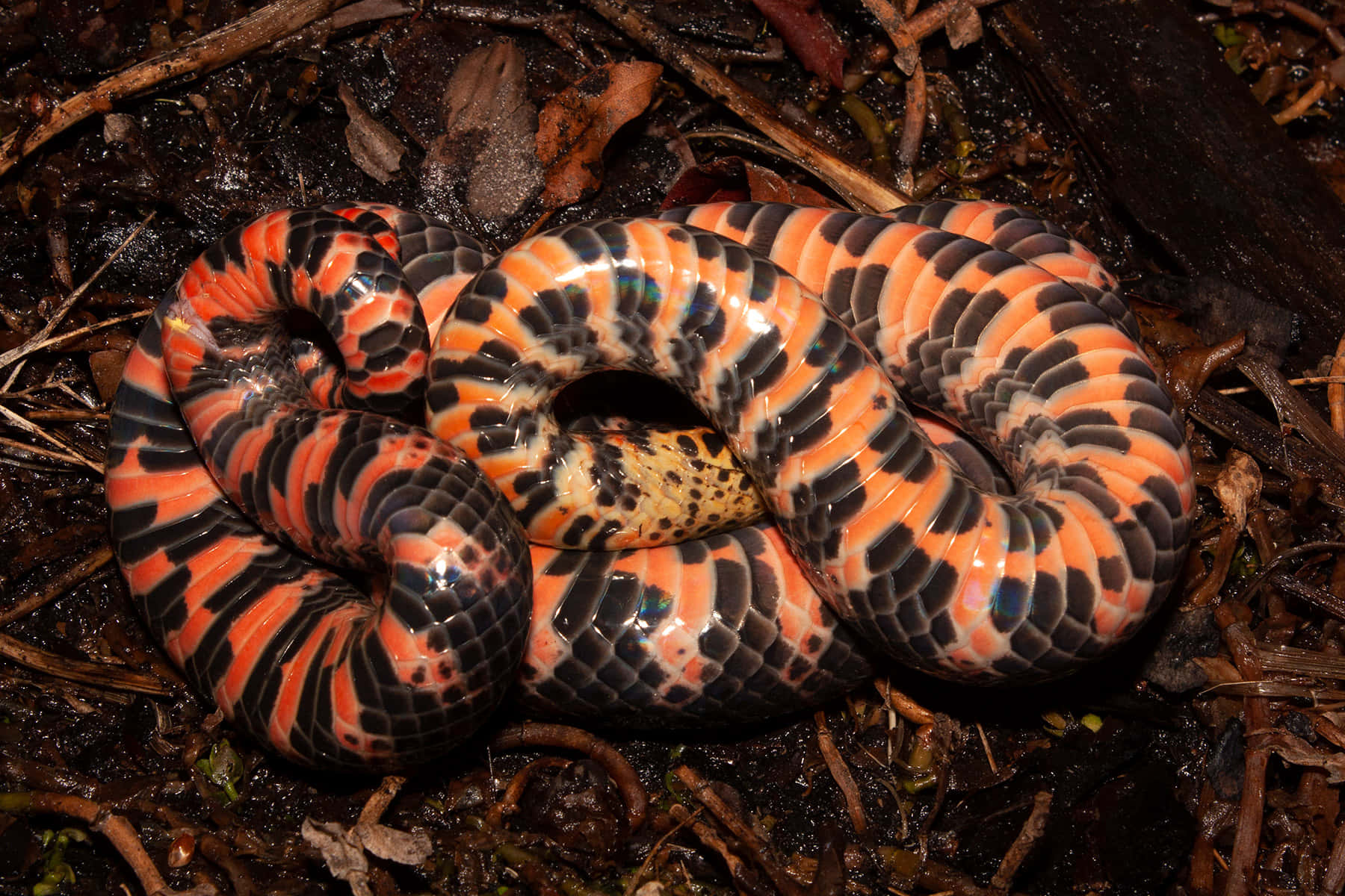 vibrant orange, black and white banded snake, dark moist forest floor, HD Desktop Wallpaper