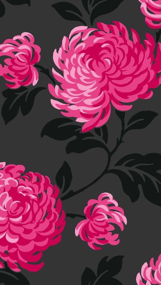 black and pink floral, vibrant pink chrysanthemums, layered petals, SD Phone Wallpaper