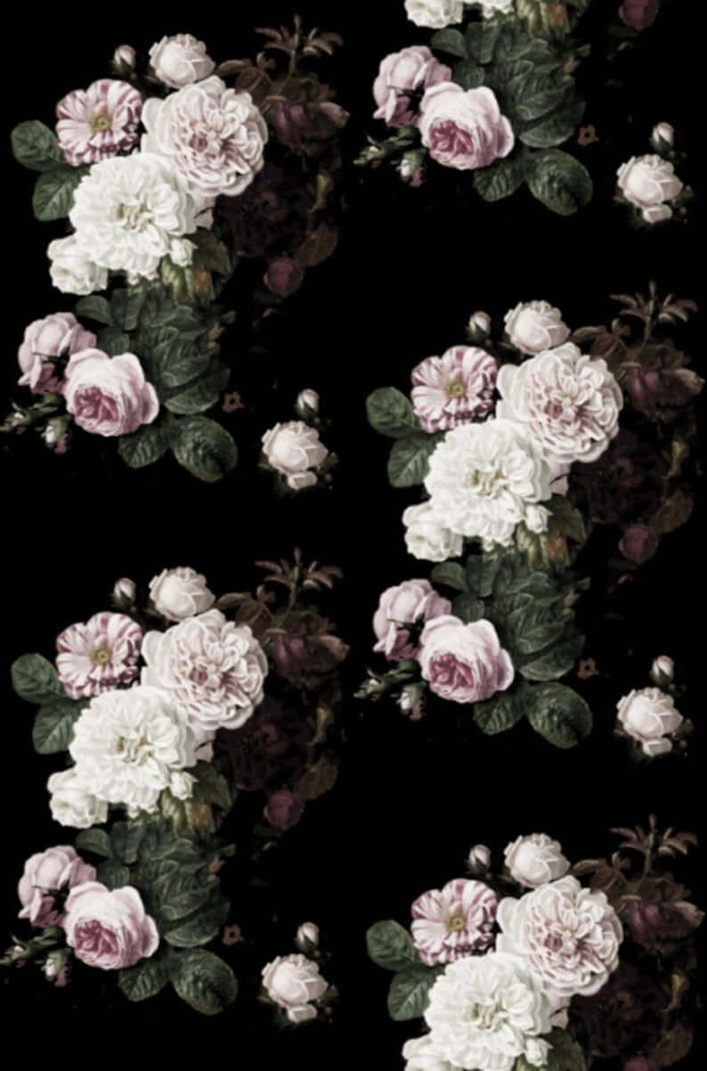 black and pink floral, white roses, pale pink roses, SD Phone Wallpaper