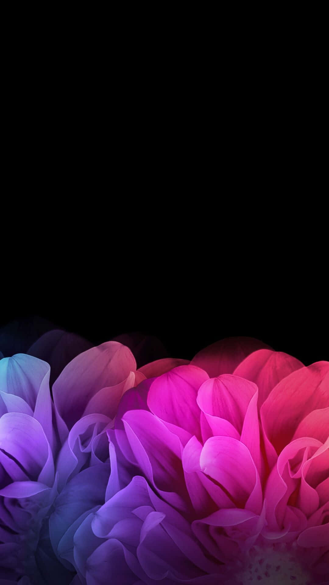 Black And Pink Floral, vibrant pink, purple flower petals, Full HD Phone Wallpaper