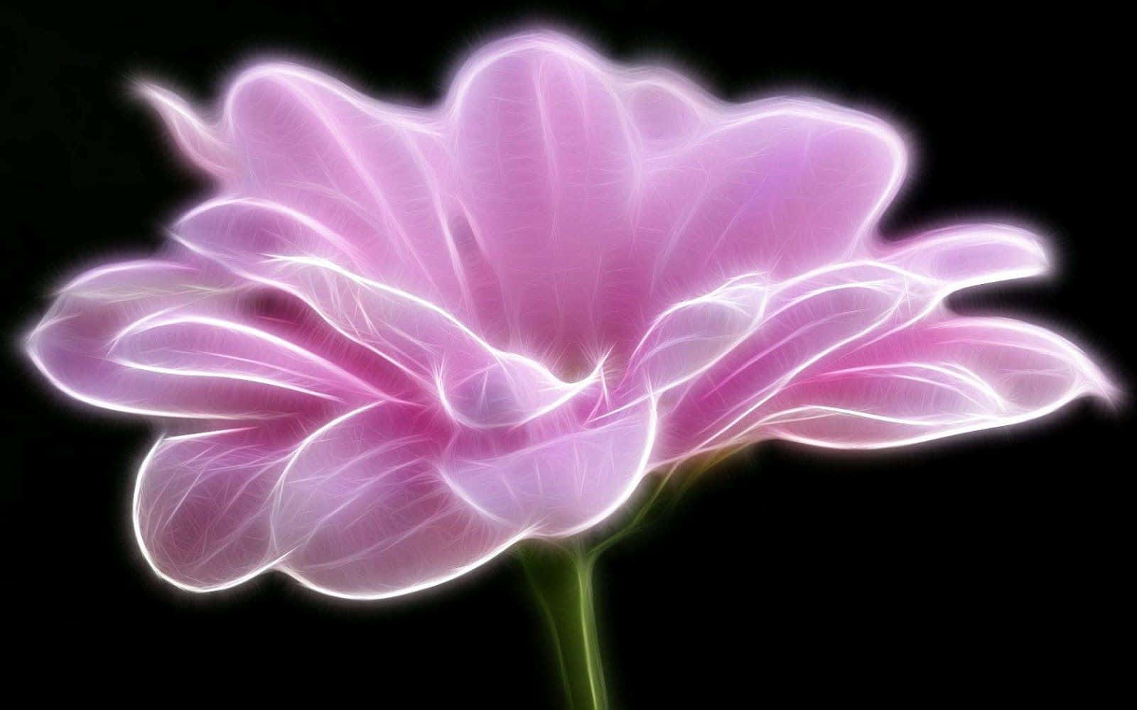 Black and Pink Floral, glowing pink flower, electric white veins, HD Desktop Wallpaper
