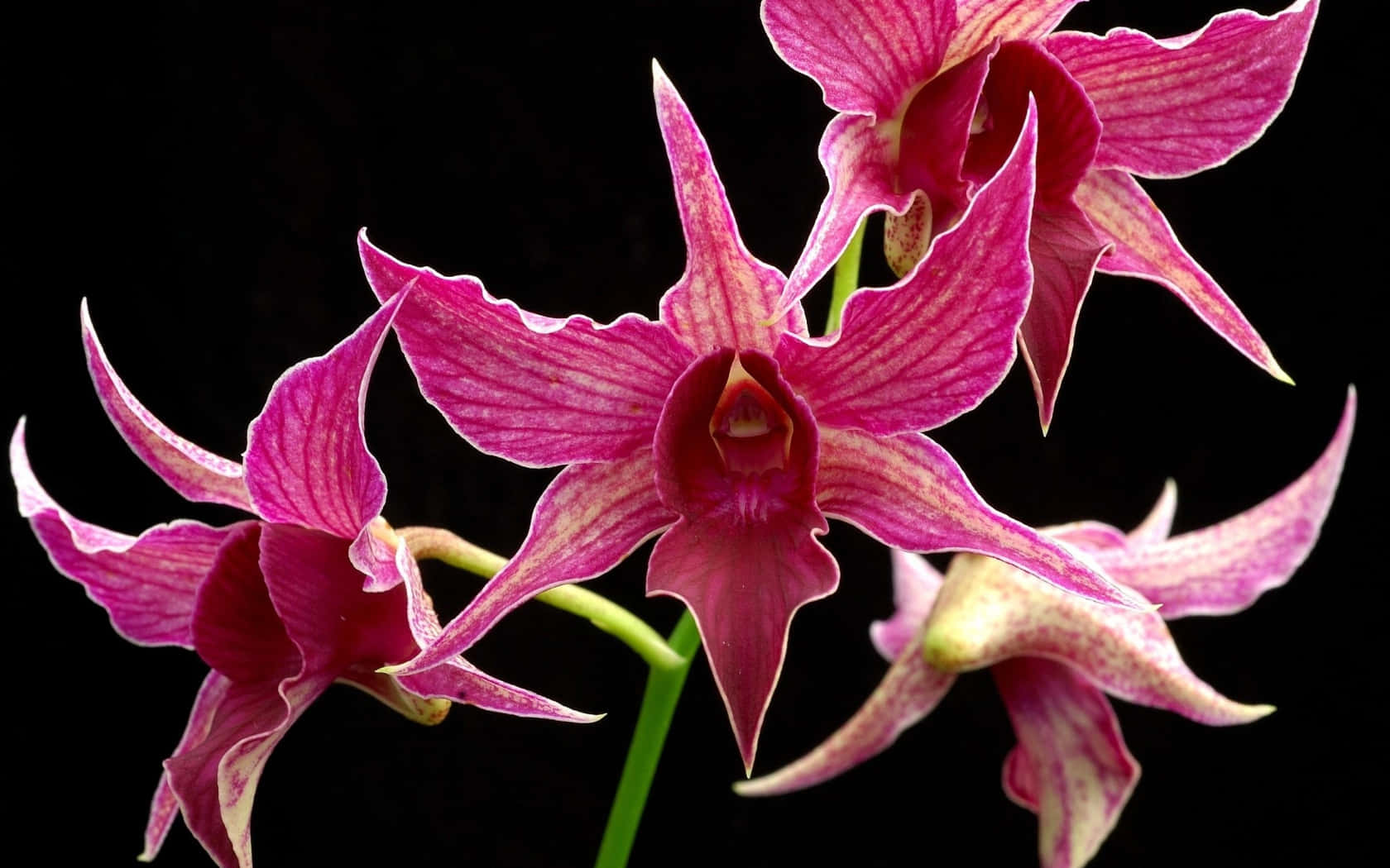 Black and Pink Floral, magenta orchids, striped petals, HD Desktop Wallpaper