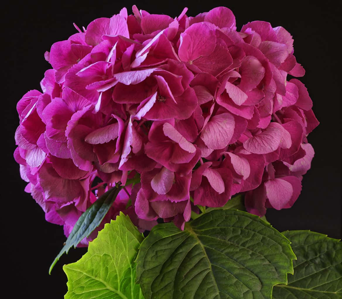 magenta hydrangea, layered petals, vibrant green leaves, SD Desktop Wallpaper