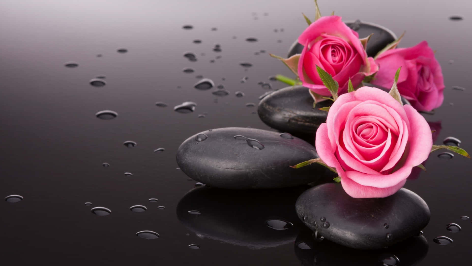 black and pink floral, vibrant pink roses, smooth black stones, Full HD Desktop Wallpaper