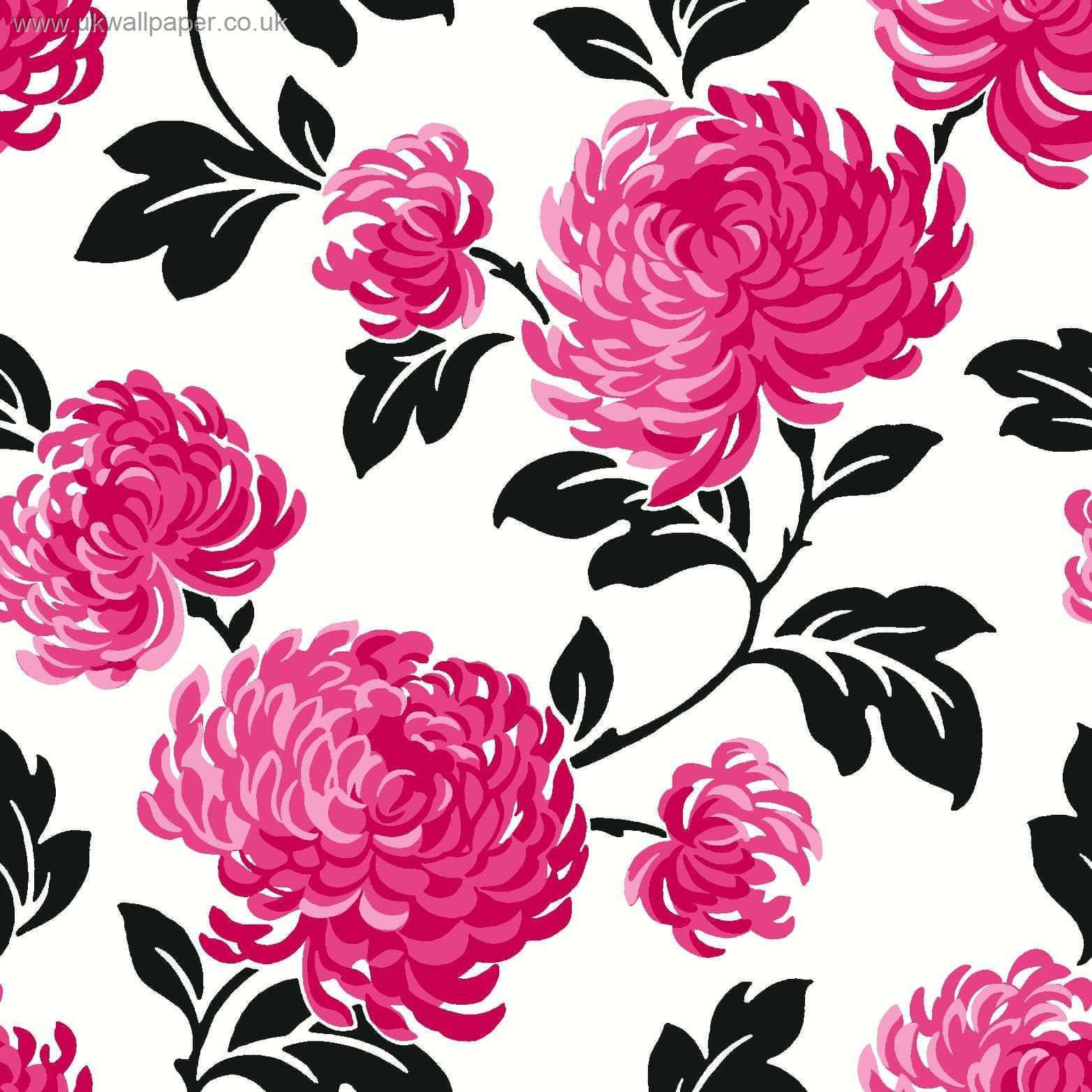 black and pink floral, vibrant pink chrysanthemums, bold black leaves, HD Desktop Wallpaper