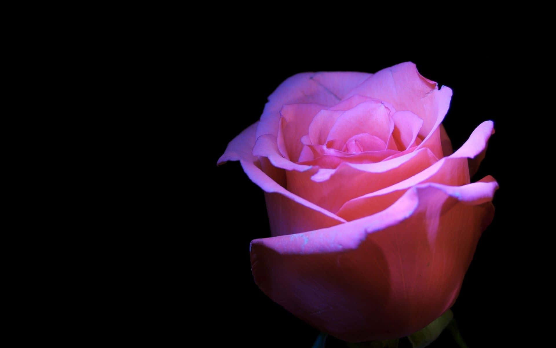 pink rose, black background, dreamy purple hue, Full HD Desktop Wallpaper
