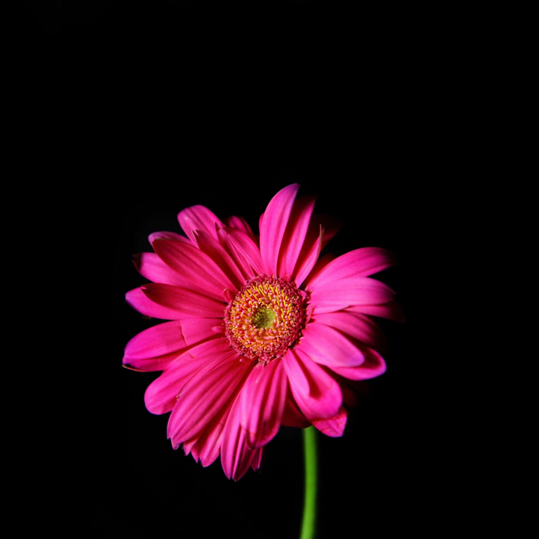 pink gerbera daisy, golden center, stark black background, Full HD Desktop Wallpaper