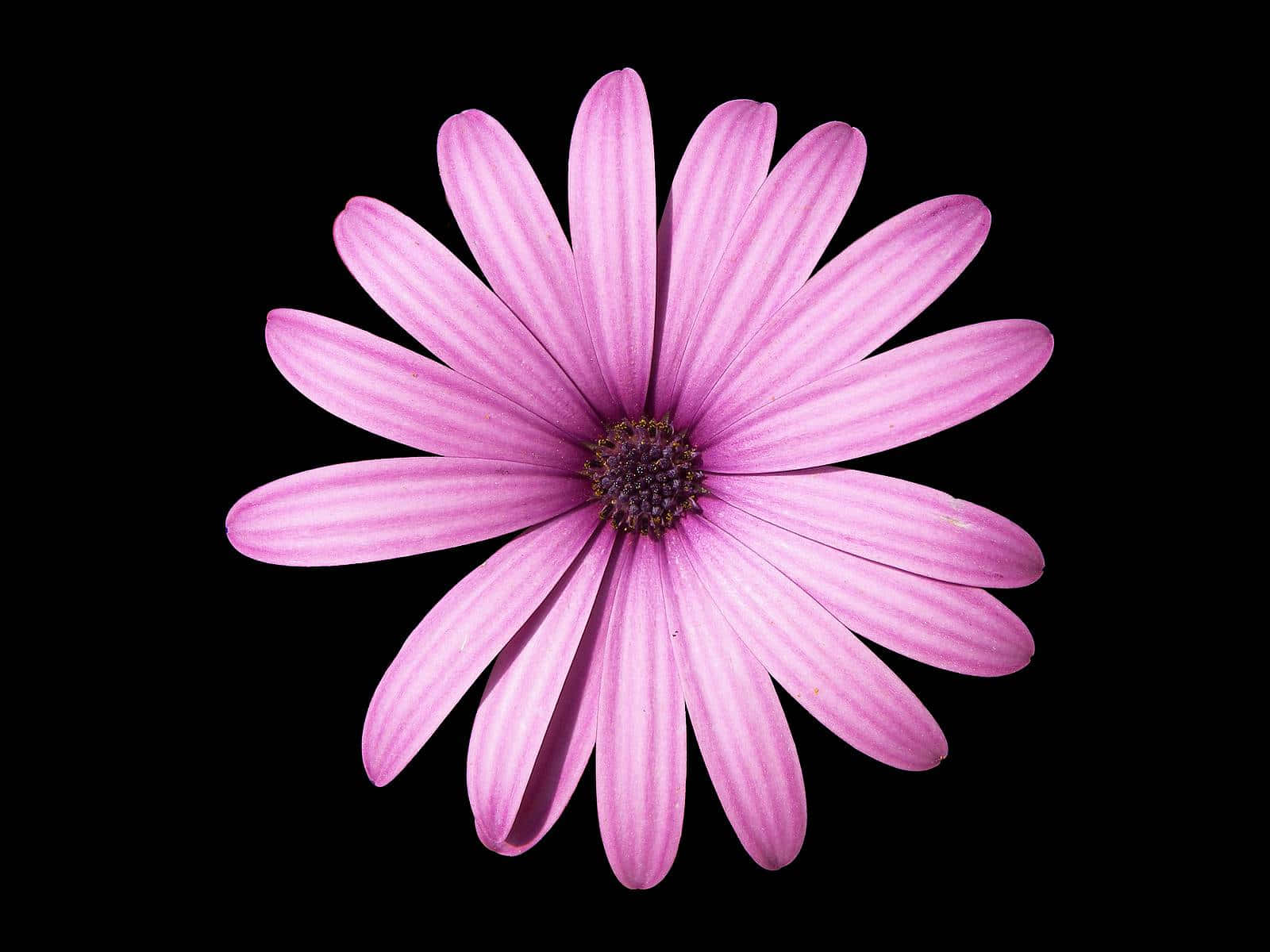 pink daisy, delicate striped petals, stark black background, HD Desktop Wallpaper