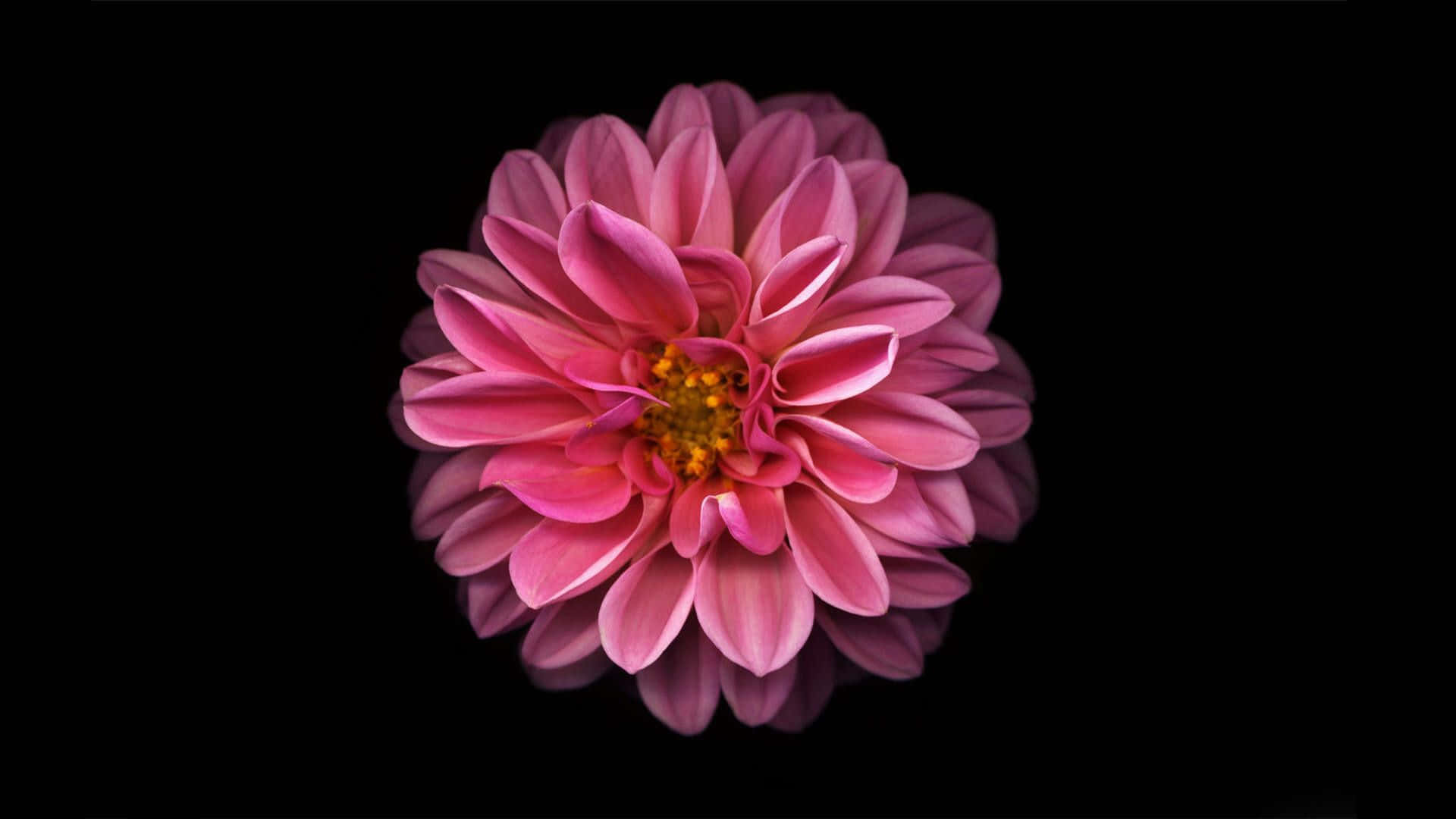 pink dahlia, golden center, stark black background, Full HD Desktop Wallpaper
