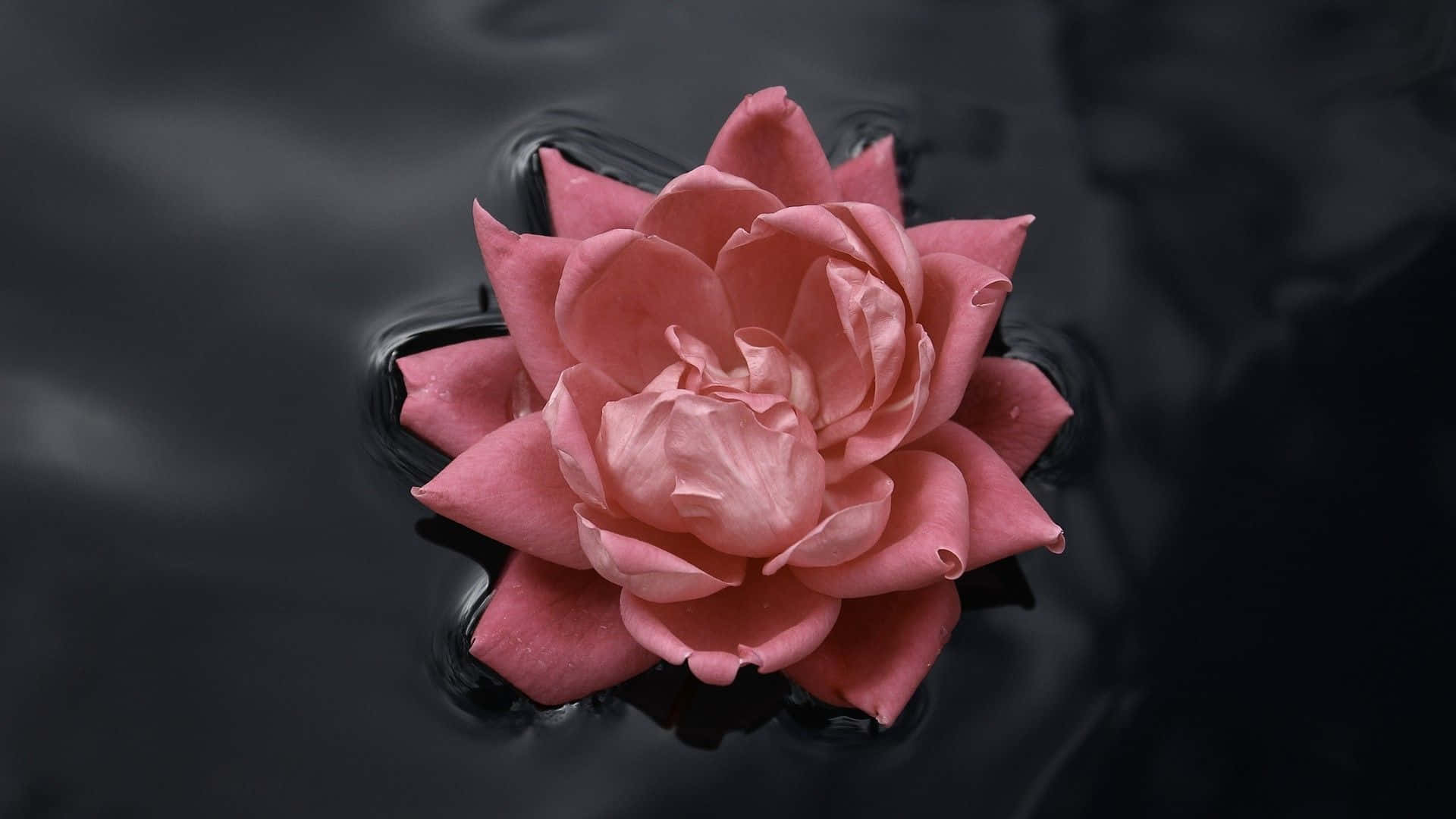 black and pink floral, pink rose, dark rippling water, Full HD Desktop Wallpaper