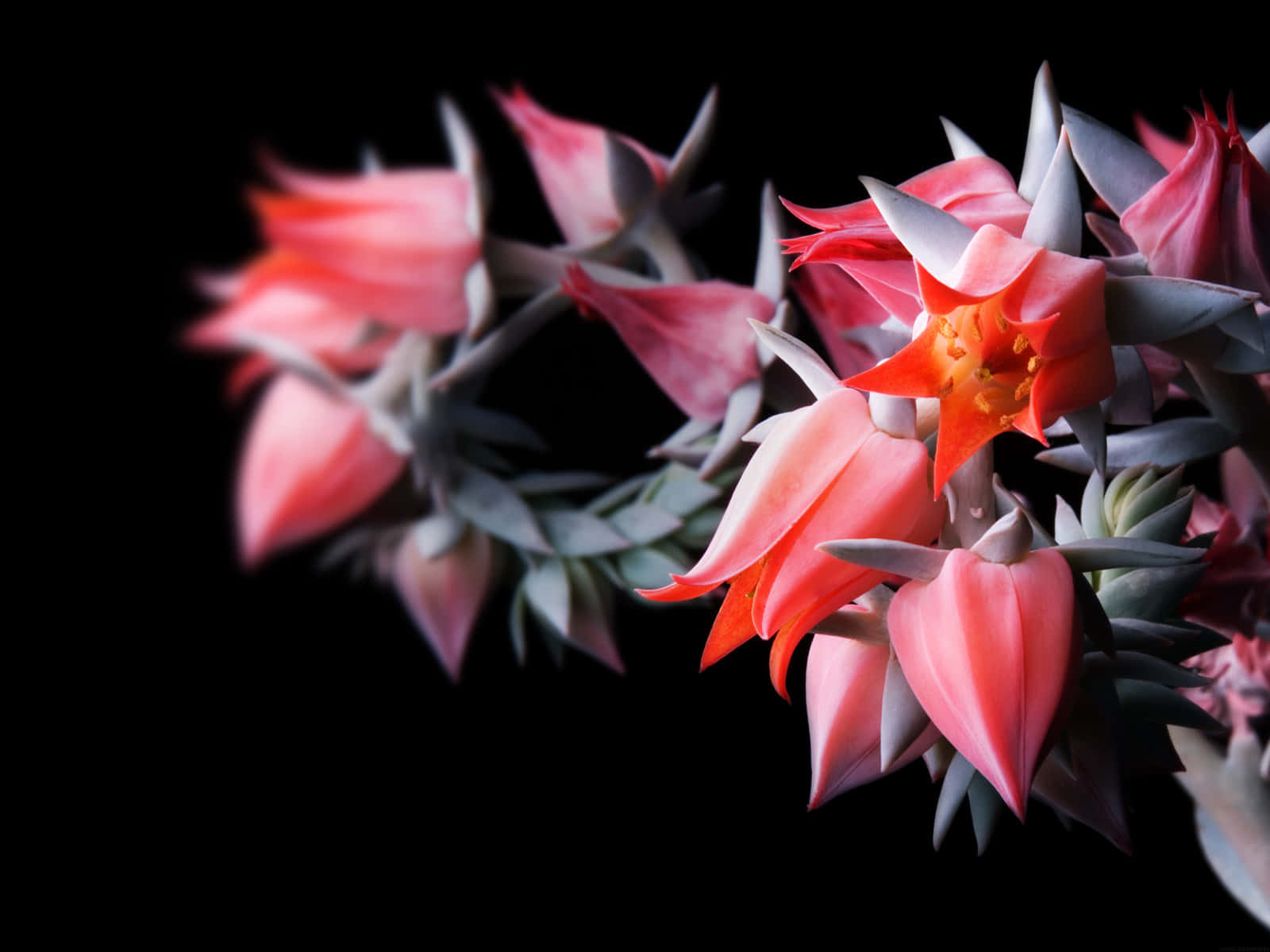 coral pink, black background, succulent flowers, HD Desktop Wallpaper
