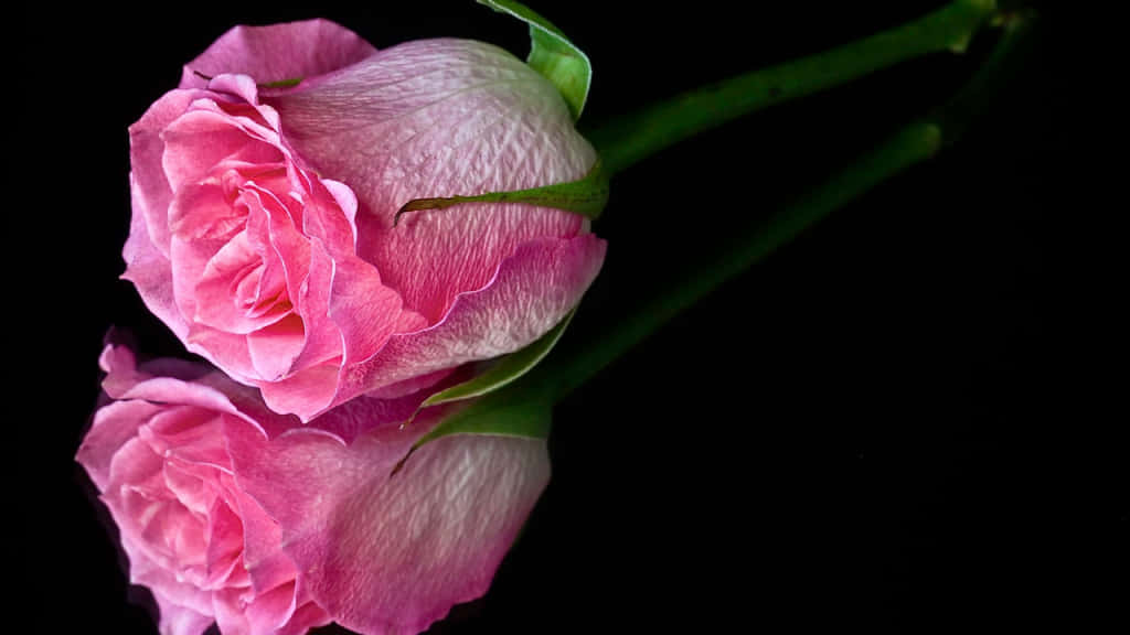 black and pink floral, pink roses, green stems, SD Desktop Wallpaper