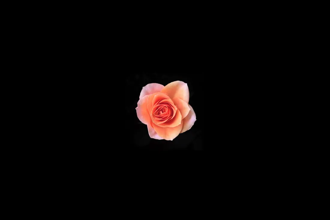 Black And Pink Flower