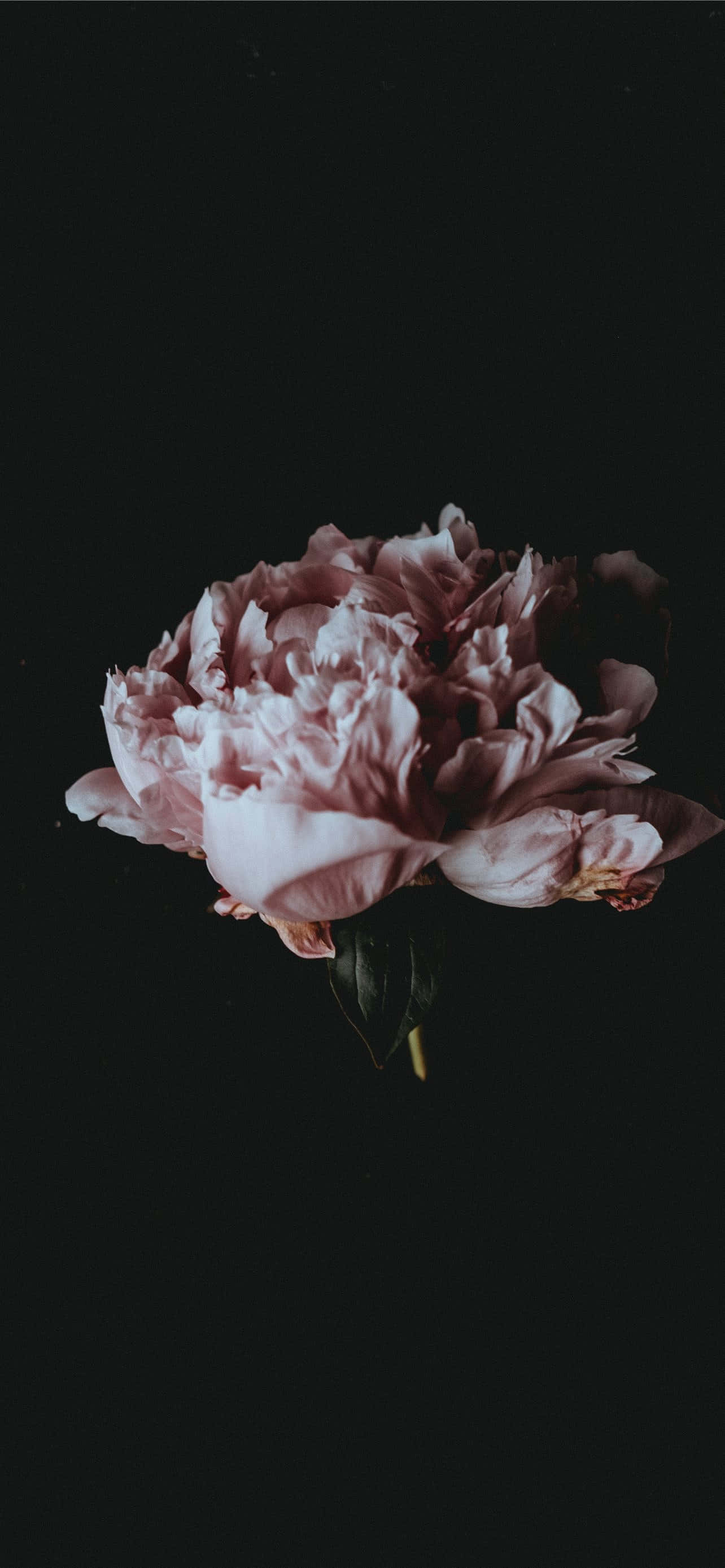 black, pink, peony, 2K Phone Wallpaper