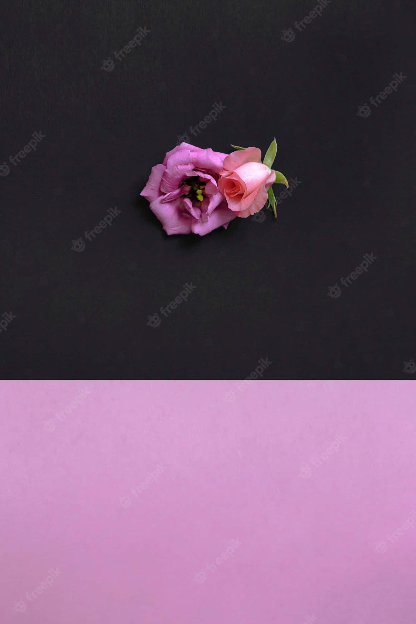 black and pink flower, two pink roses, black background, Full HD Phone Wallpaper
