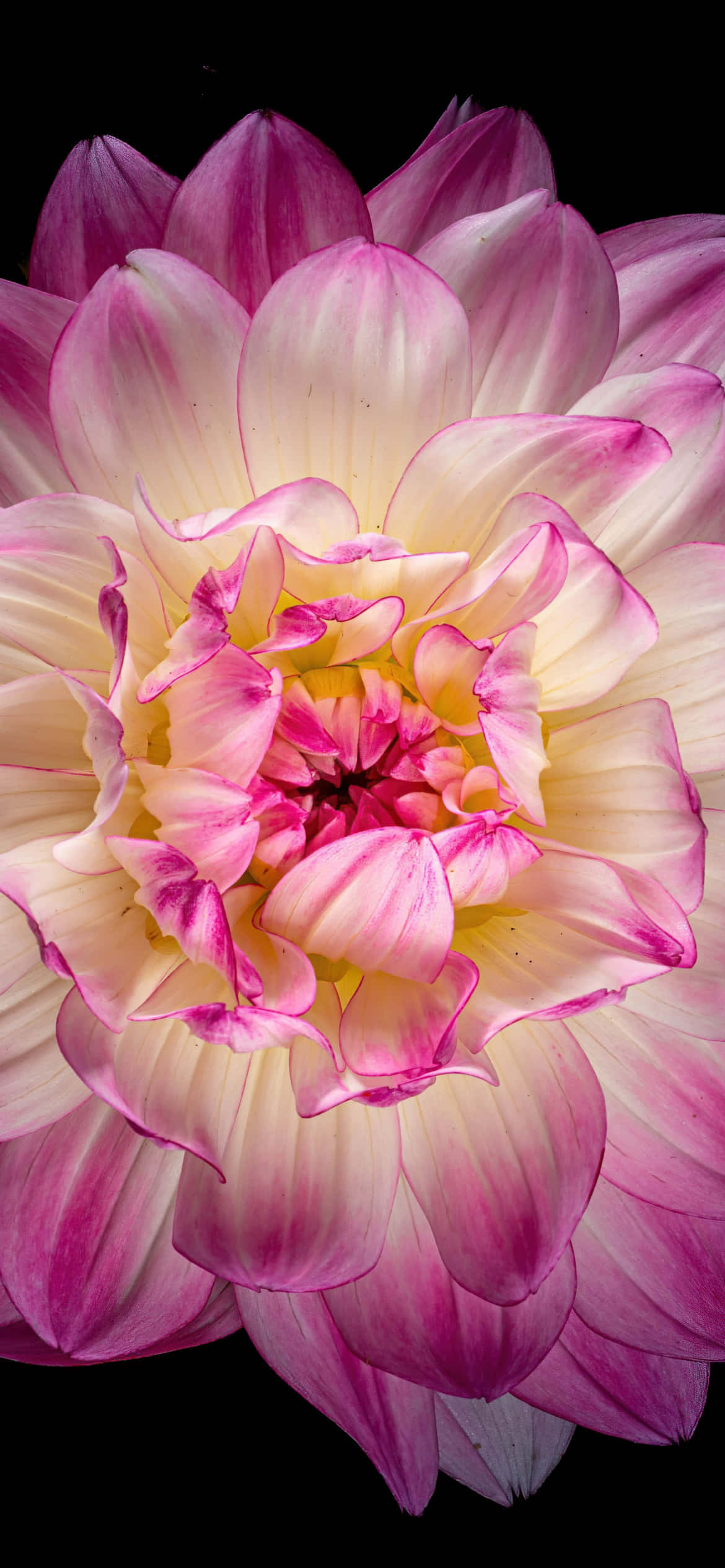 dahlia flower, creamy white, vibrant magenta, Full HD Phone Wallpaper