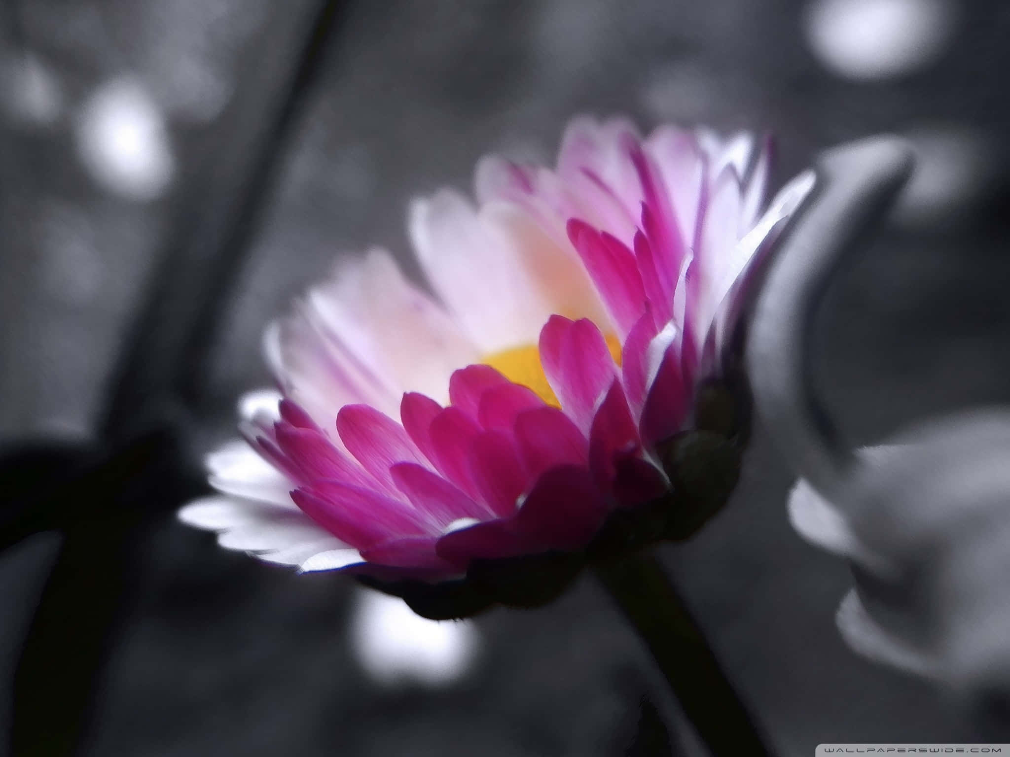 Black And Pink Flower, vibrant pink and white flower, yellow center, Full HD Desktop Wallpaper