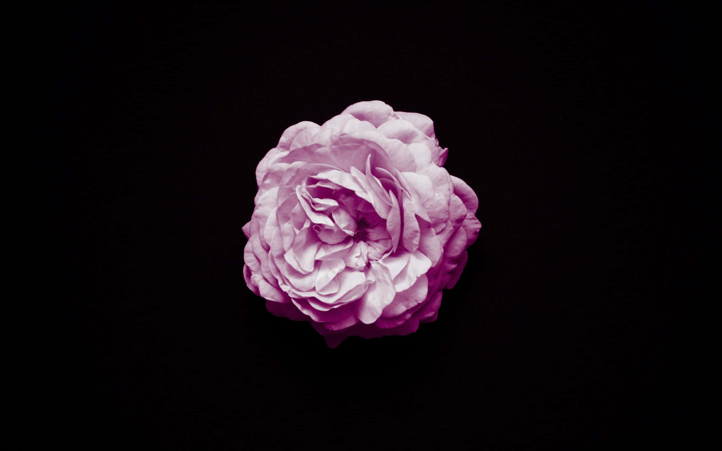 black and pink flower, pink rose, stark black background, 2K Desktop Wallpaper