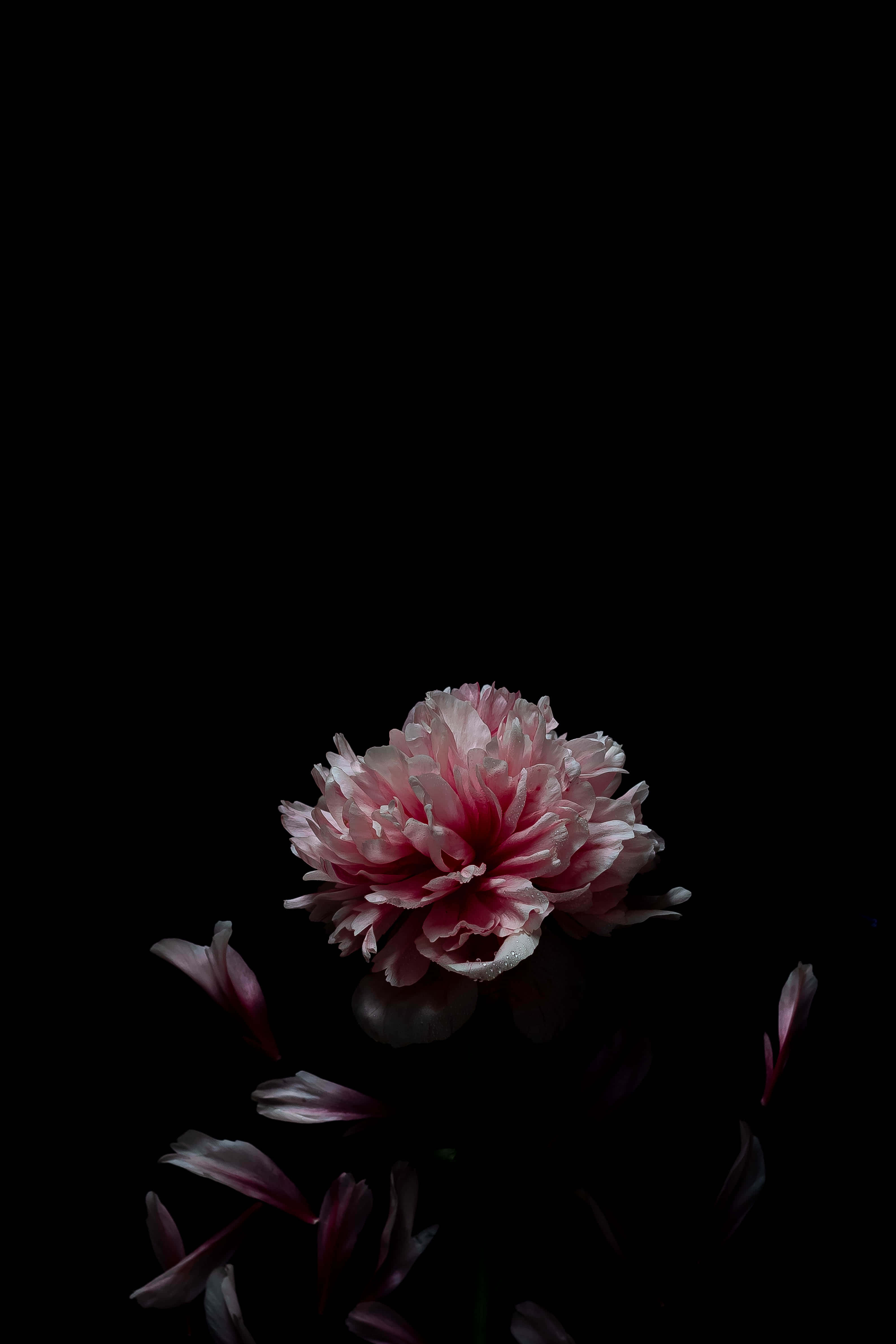 Common Peony, pink peony, black background, 4K Phone Wallpaper