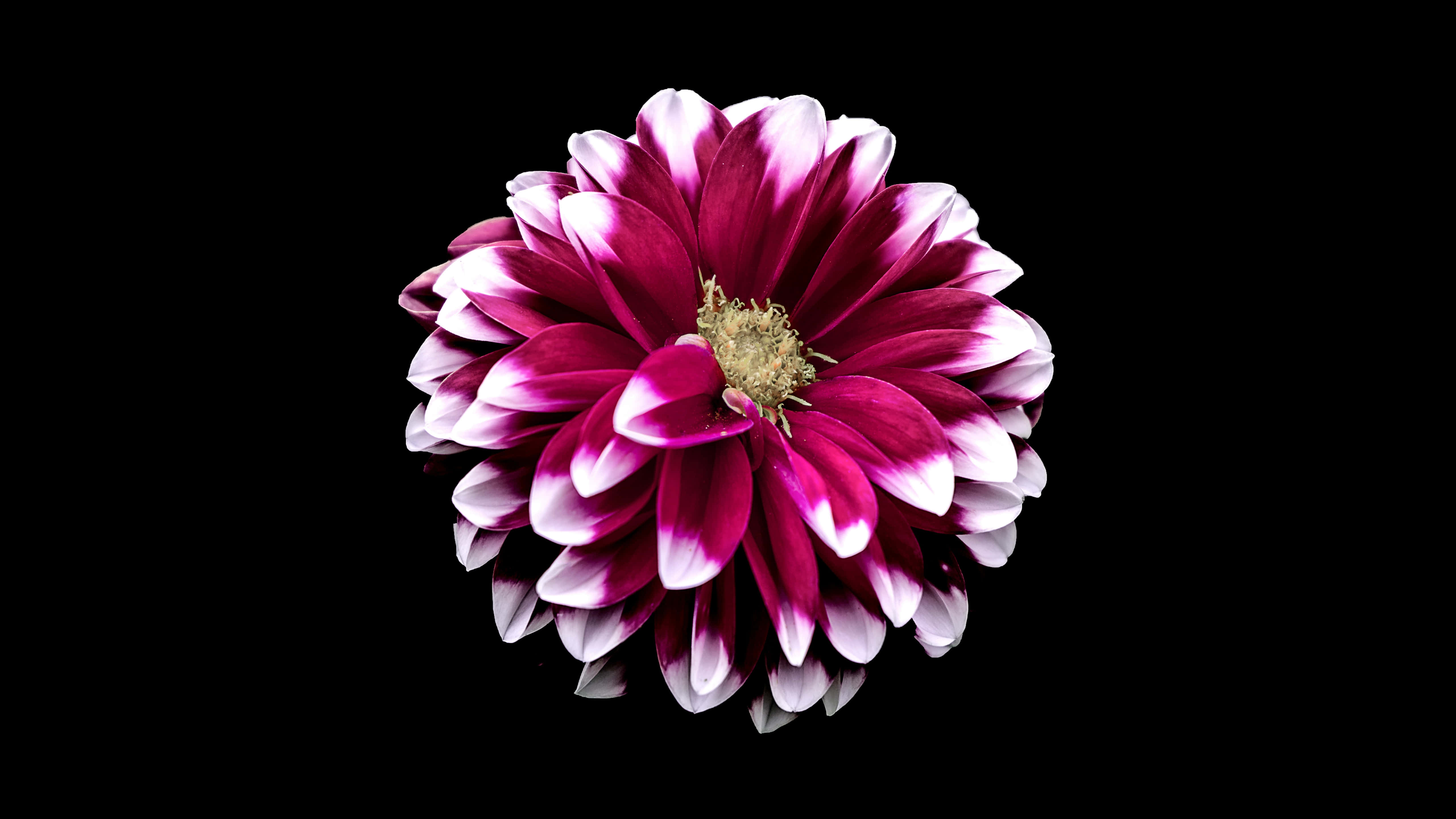 magenta, black, white, 5K Desktop Wallpaper