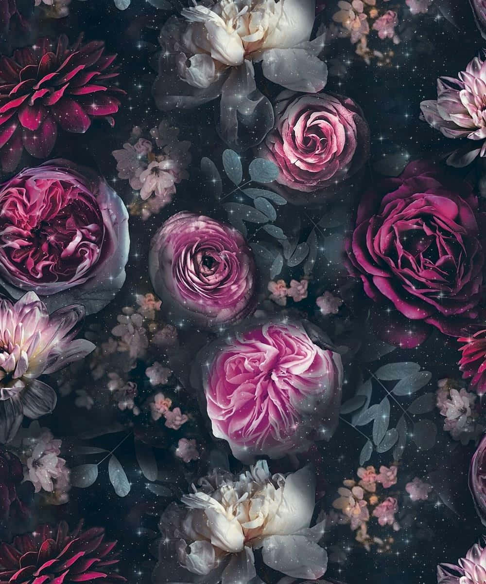 black and pink flower, vibrant pink and white roses, cosmic night sky, SD Phone Wallpaper