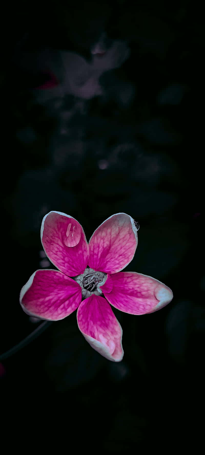 Black And Pink Flower, vibrant pink flower, delicate white edges, HD Phone Wallpaper