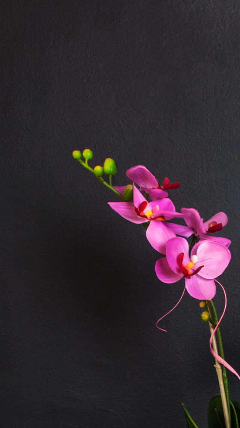 Orchid, pink orchid, charcoal background, HD Phone Wallpaper