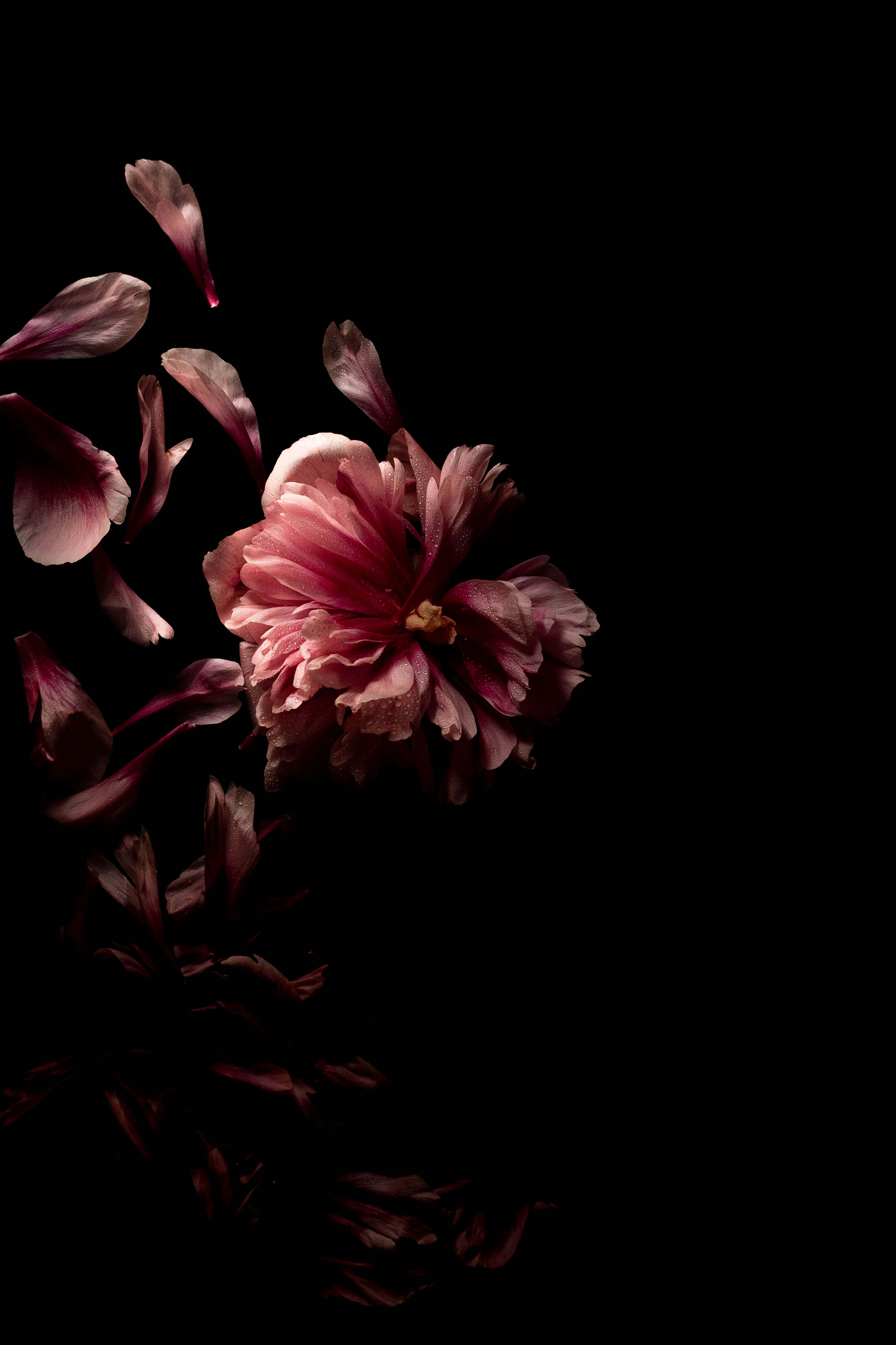 Peony, black background, pink peony, 4K Phone Wallpaper