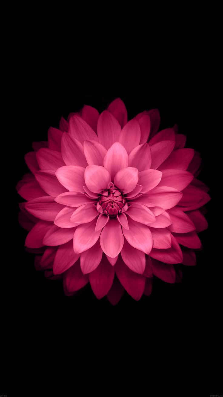 pink dahlia, black background, soft shadows, HD Phone Wallpaper