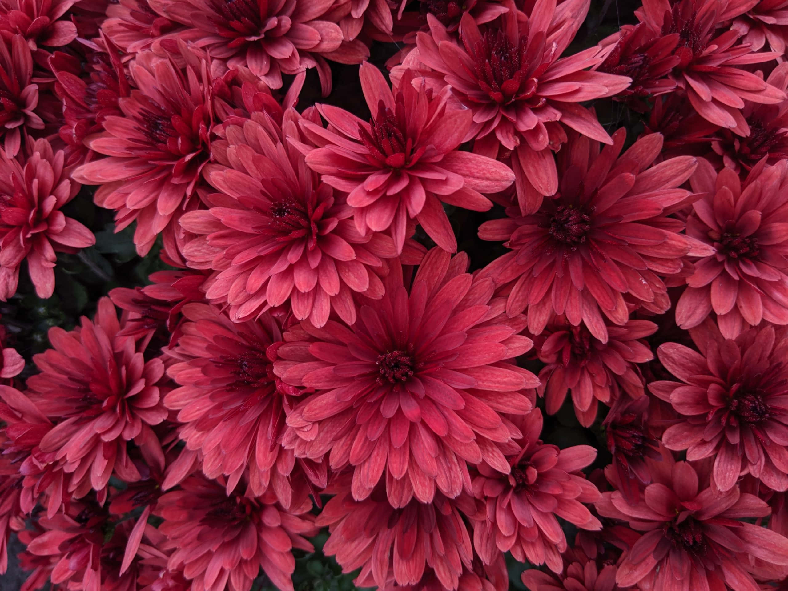 Black And Pink Flower Field, vivid pink chrysanthemums, layered petals, 2K Desktop Wallpaper
