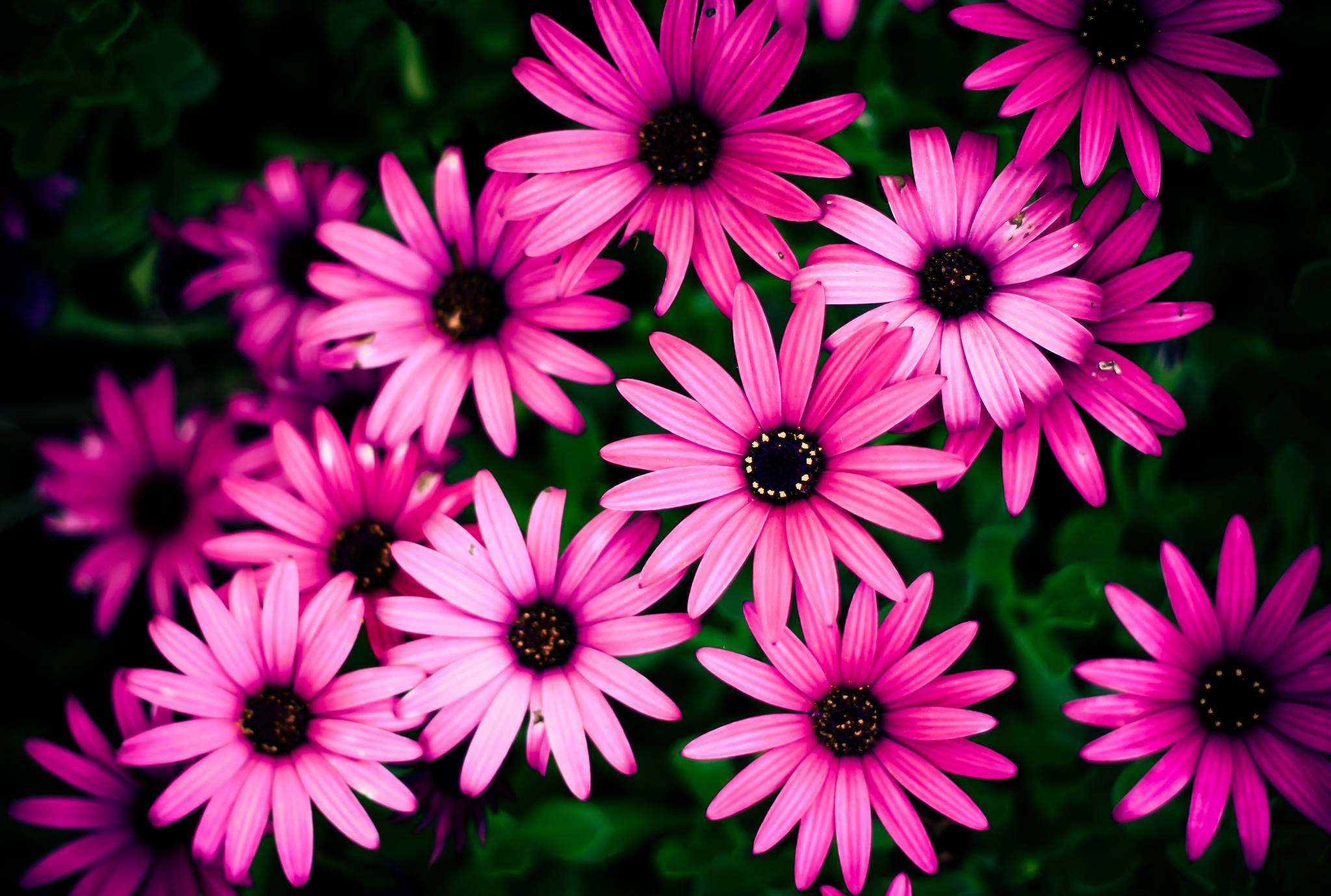 pink daisies, dark centers, deep green foliage, Full HD Desktop Wallpaper