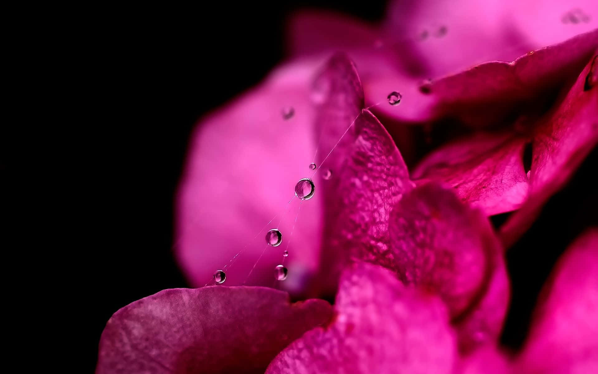 magenta flower petals, dew drops, stark black background, Full HD Desktop Wallpaper