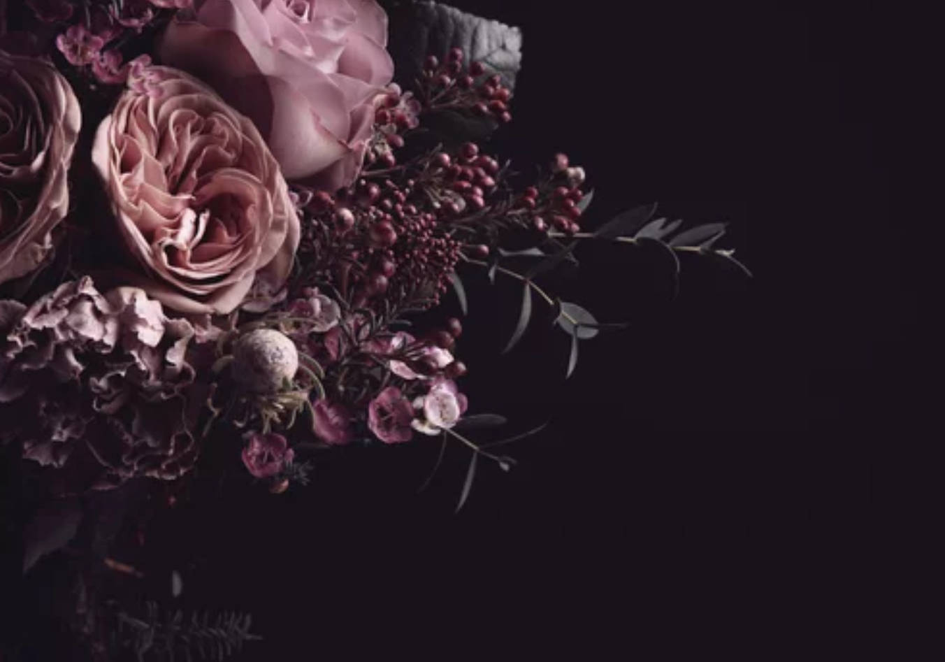 dusty pink roses, deep purple berries, stark black background, HD Desktop Wallpaper
