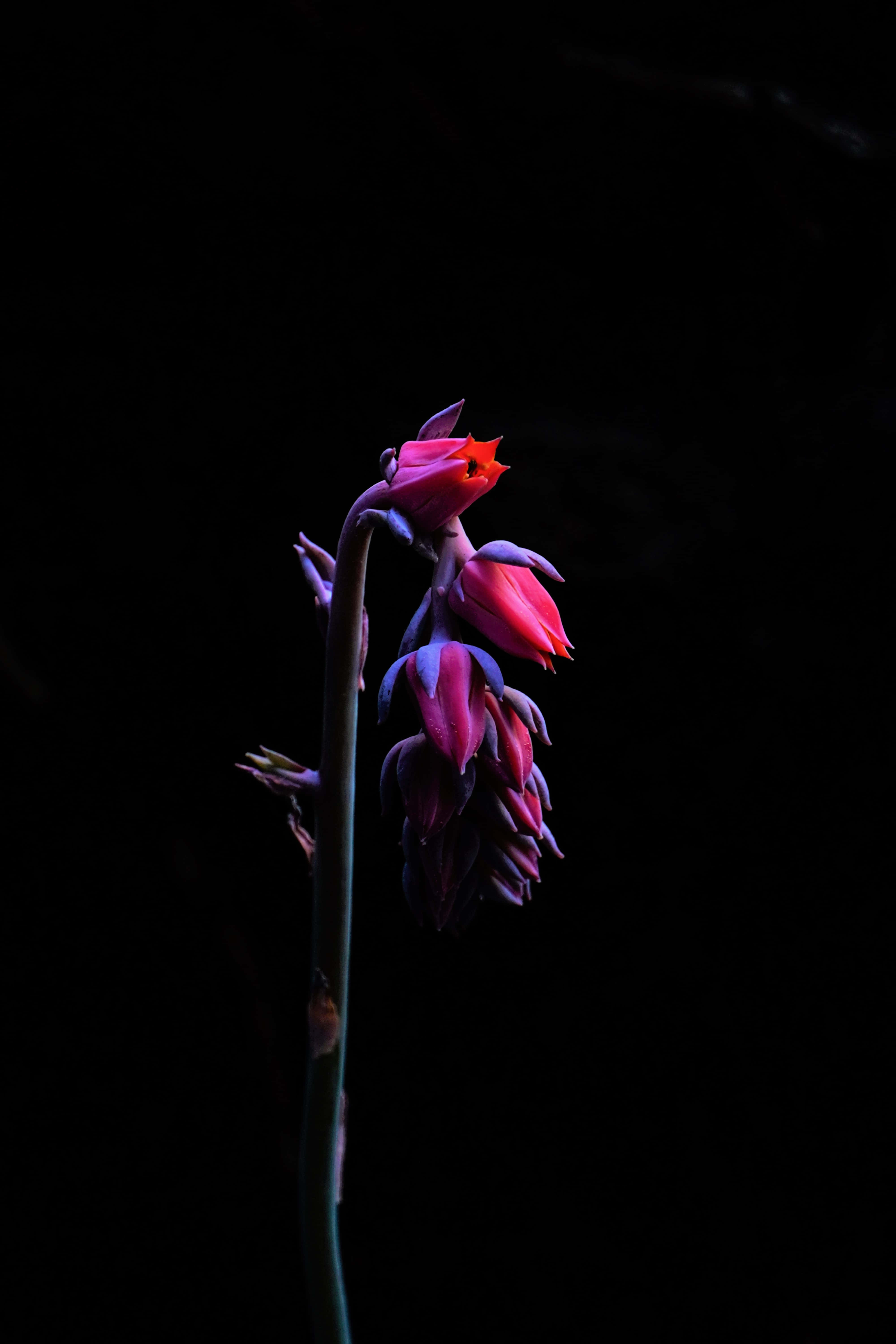 Black And Pink Flower, vibrant pink, purple flower, 5K Phone Wallpaper