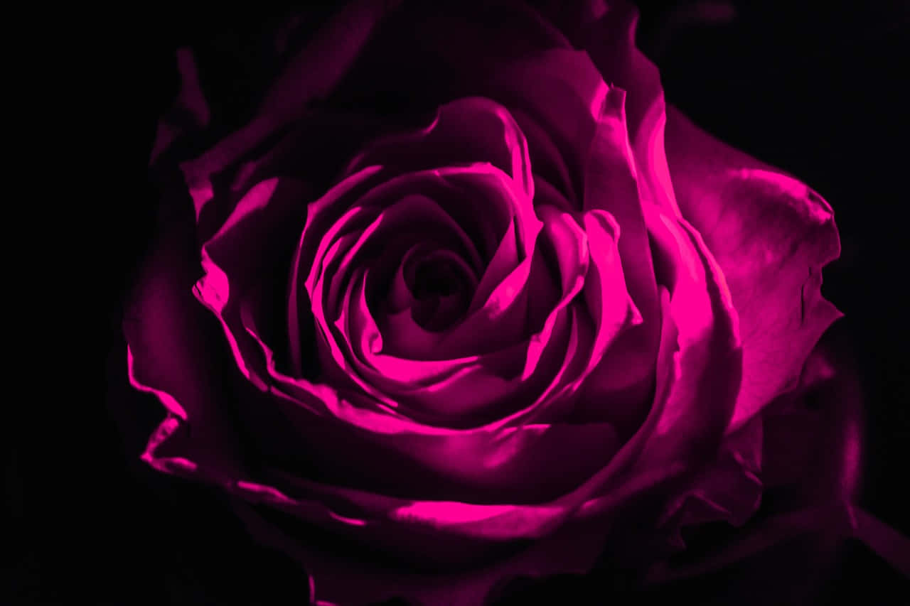 dark pink rose, magenta rose, pitch black background, HD Desktop Wallpaper