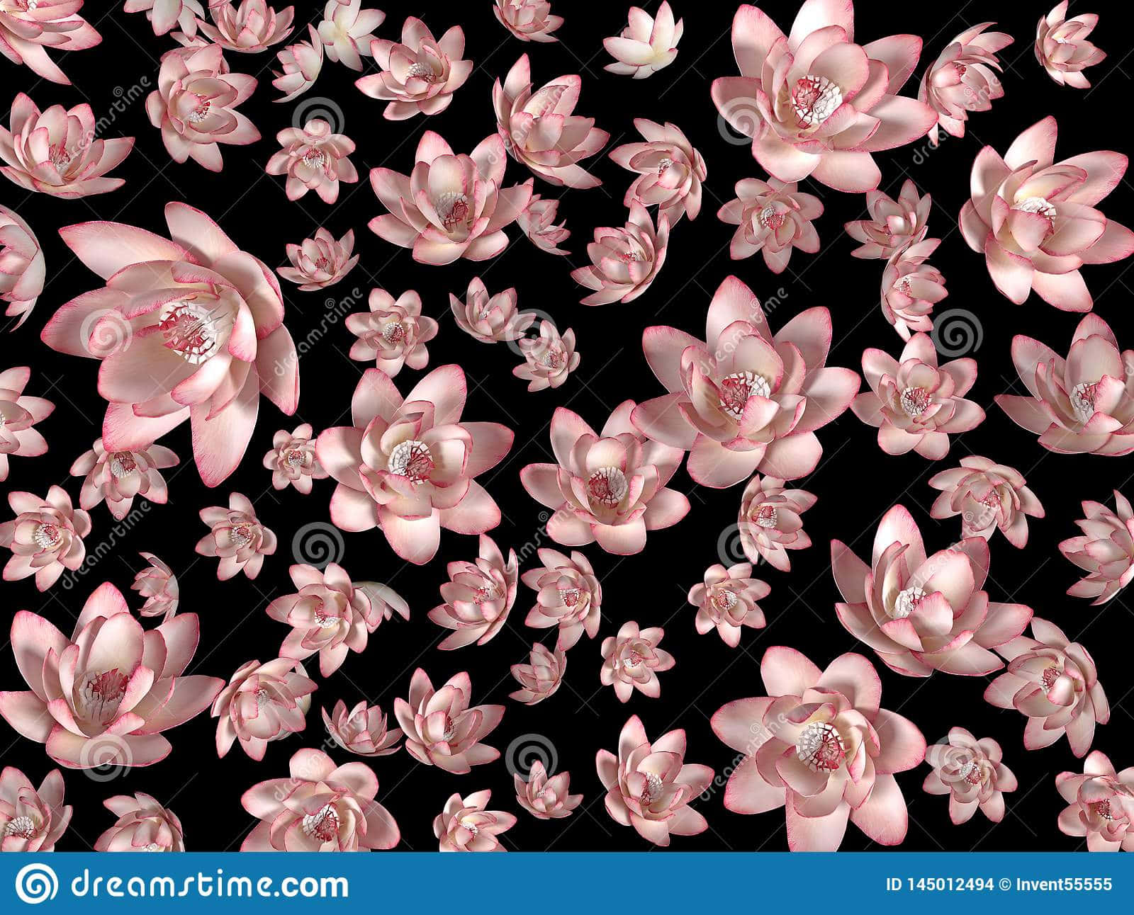 black and pink flower, pink water lilies, stark black background, HD Desktop Wallpaper