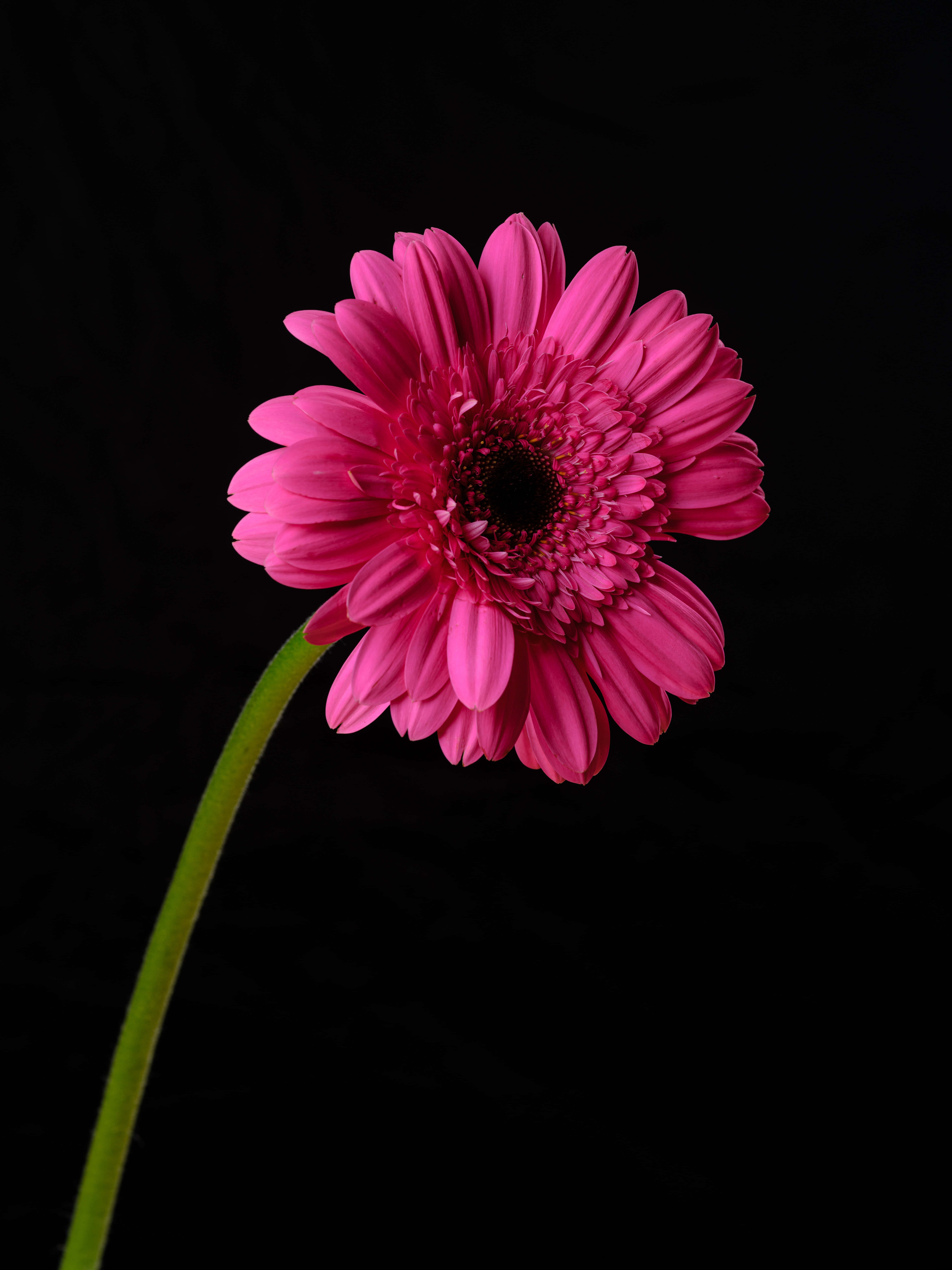 black and pink iPhone, vibrant pink gerbera daisy, dark center, 8K Phone Wallpaper