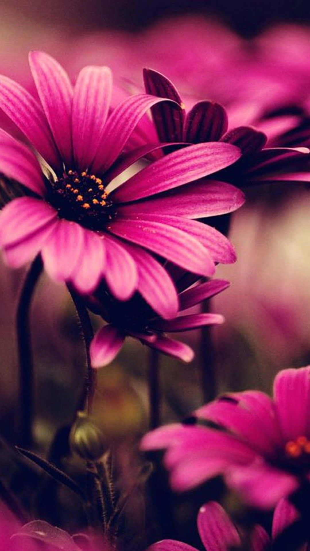 Black And Pink iPhone, vibrant pink daisies, dark centers, Full HD Phone Wallpaper