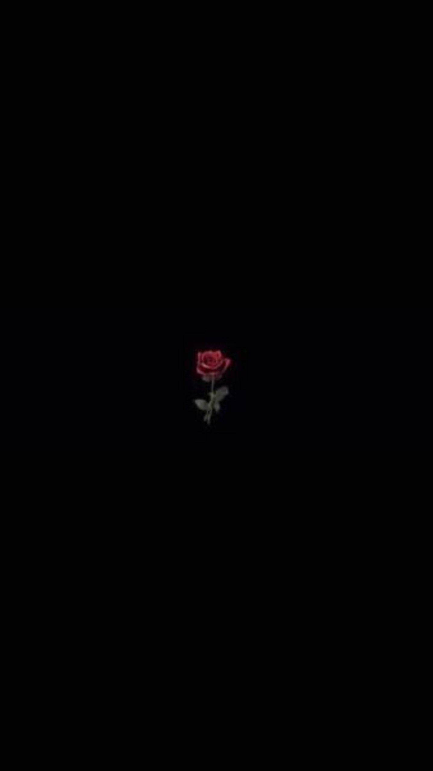 black aesthetic iPhone, red rose, green stem, 2K Phone Wallpaper