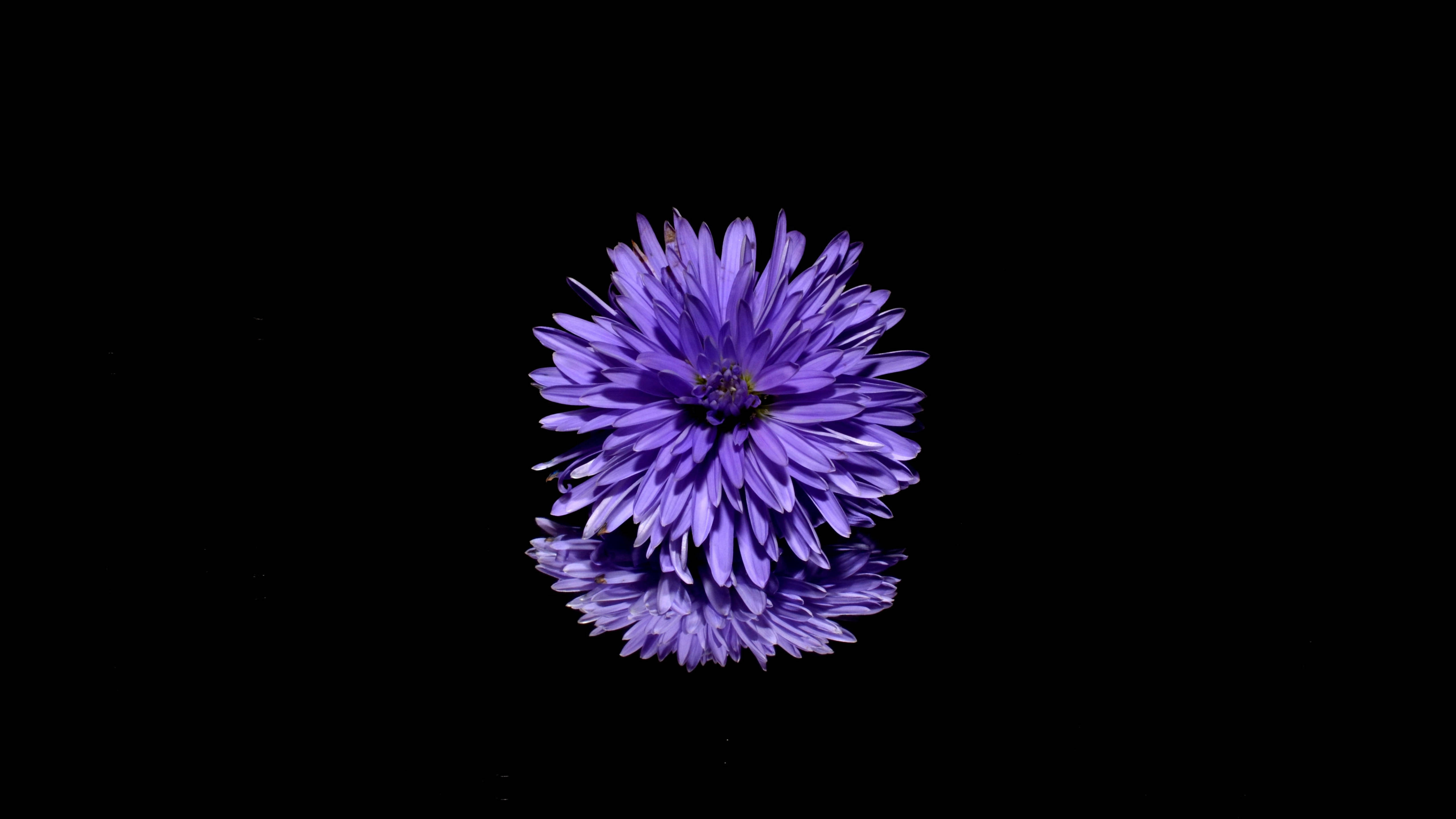 Black And Purple Aesthetic, vibrant purple flower, intricate petals, 5K Desktop Wallpaper