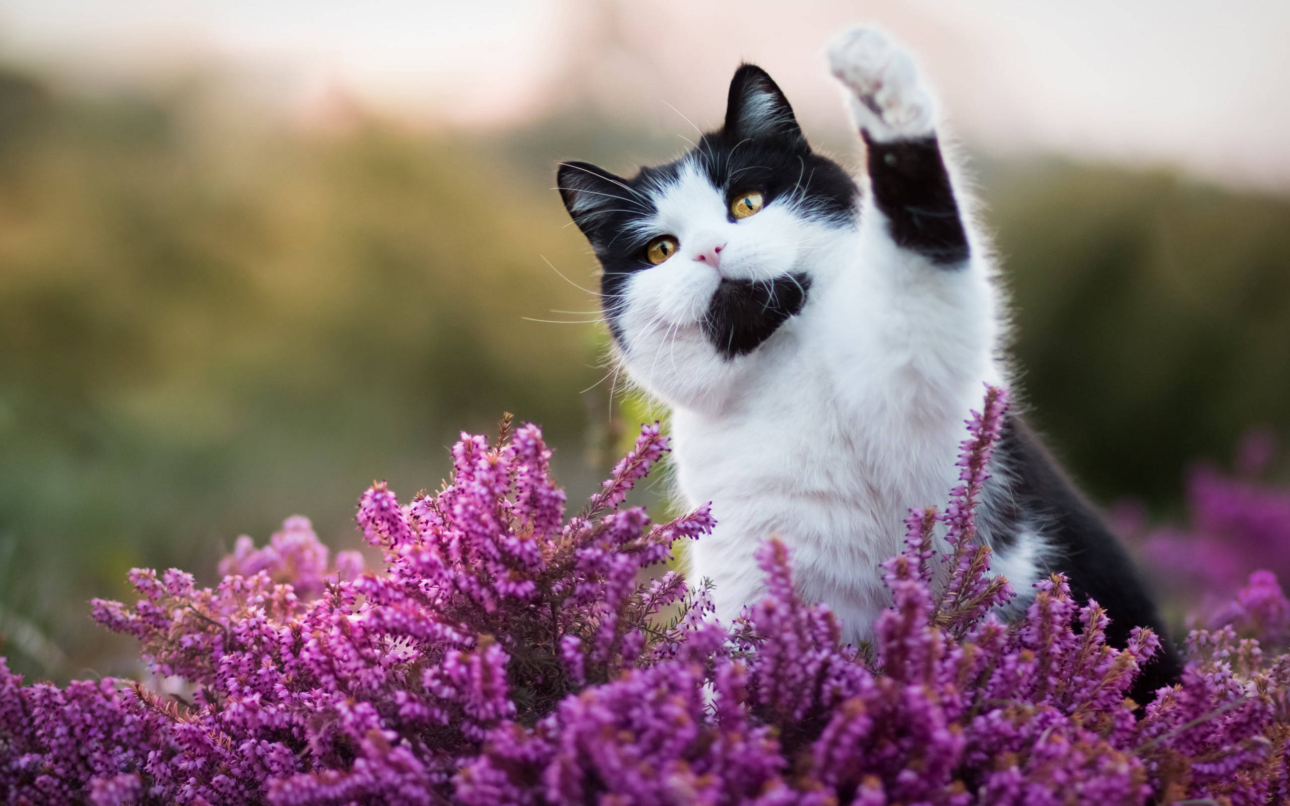black and white cat, vibrant purple heather flowers, soft golden light, 2K Desktop Wallpaper