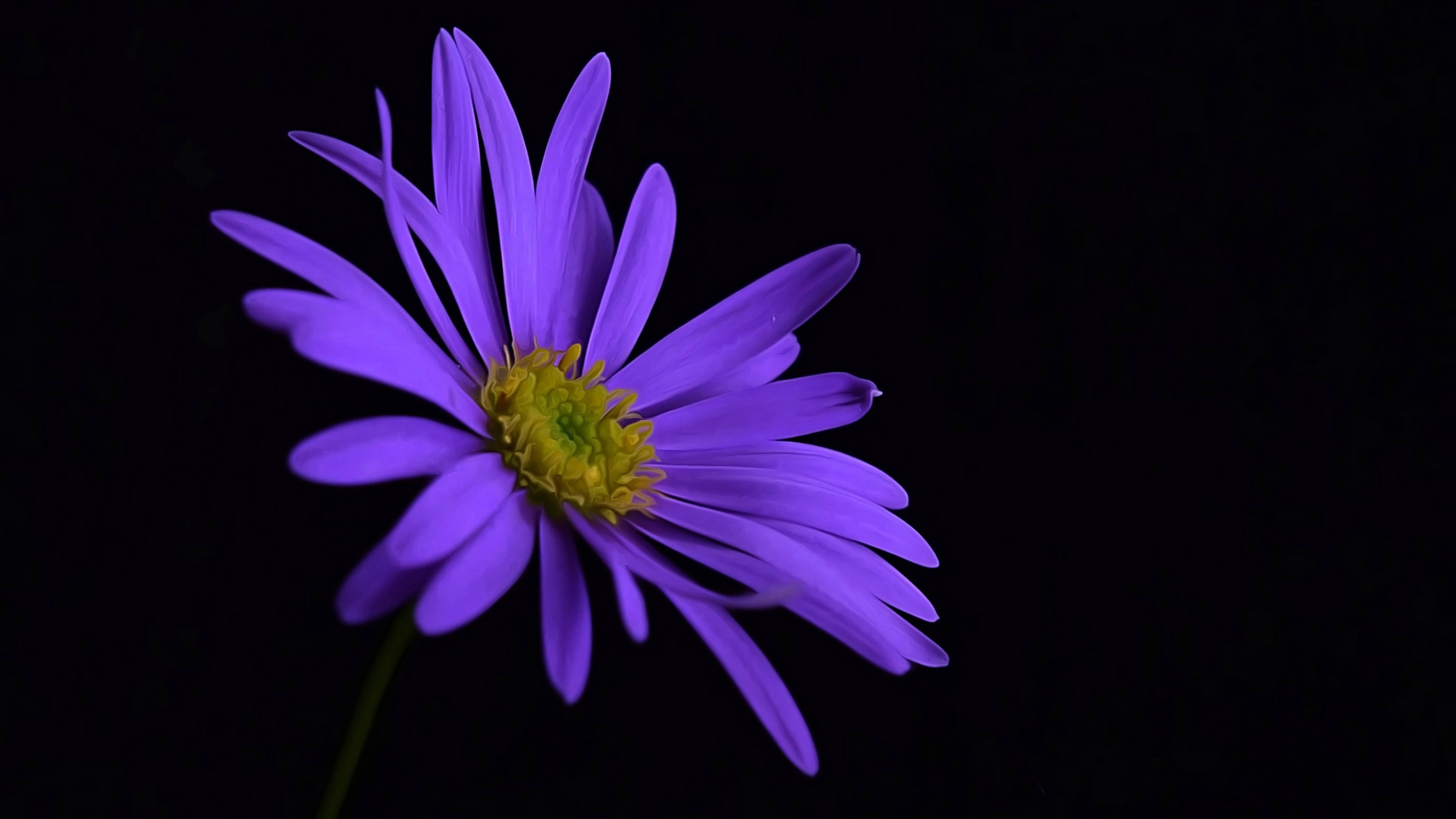 Black And Purple Aesthetic, aster flower, vibrant purple, 5K Desktop Wallpaper