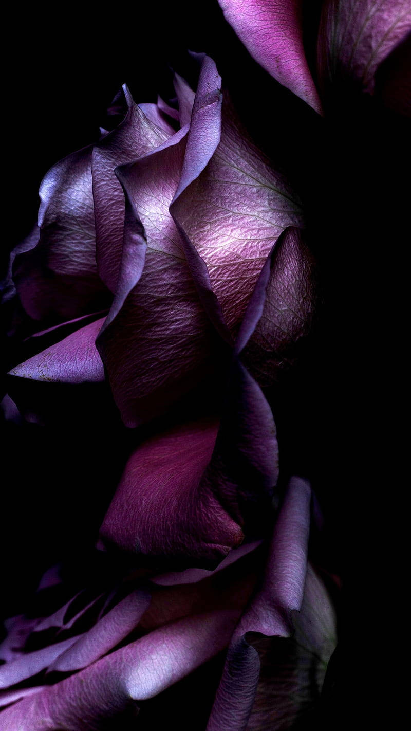 deep purple rose, textured petals, black background, HD Phone Wallpaper
