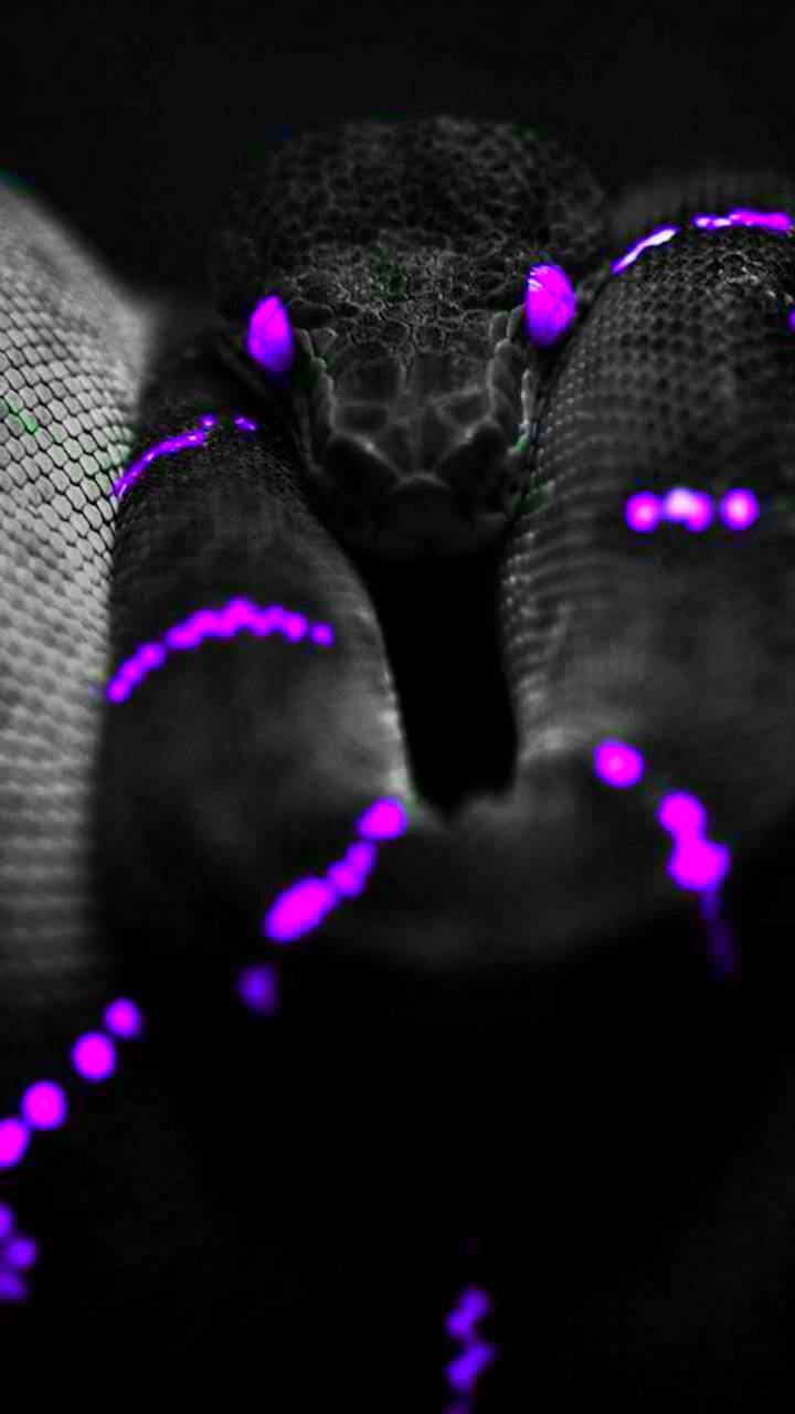 Black And Purple Aesthetic Snake, glowing purple eyes, neon purple markings, HD Phone Wallpaper