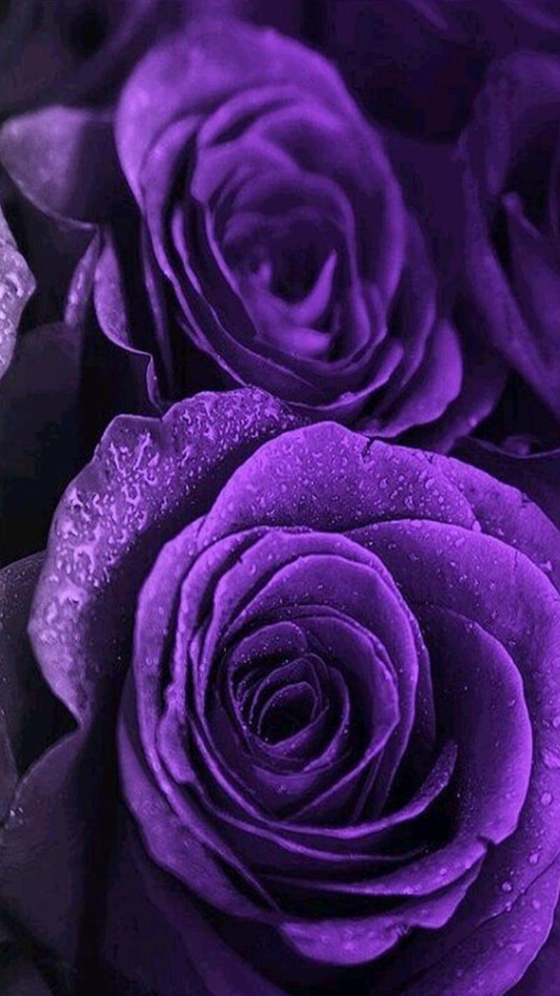 Black And Purple Aesthetic, velvety deep purple roses, dewdrops, HD Phone Wallpaper